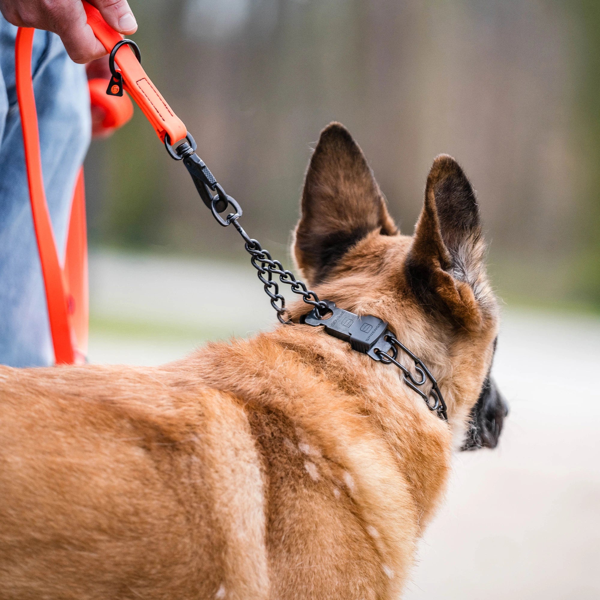 Hund mit Dressurhalskette Edelstahl schwarz mit ClicLock an orangener Biothane Leine