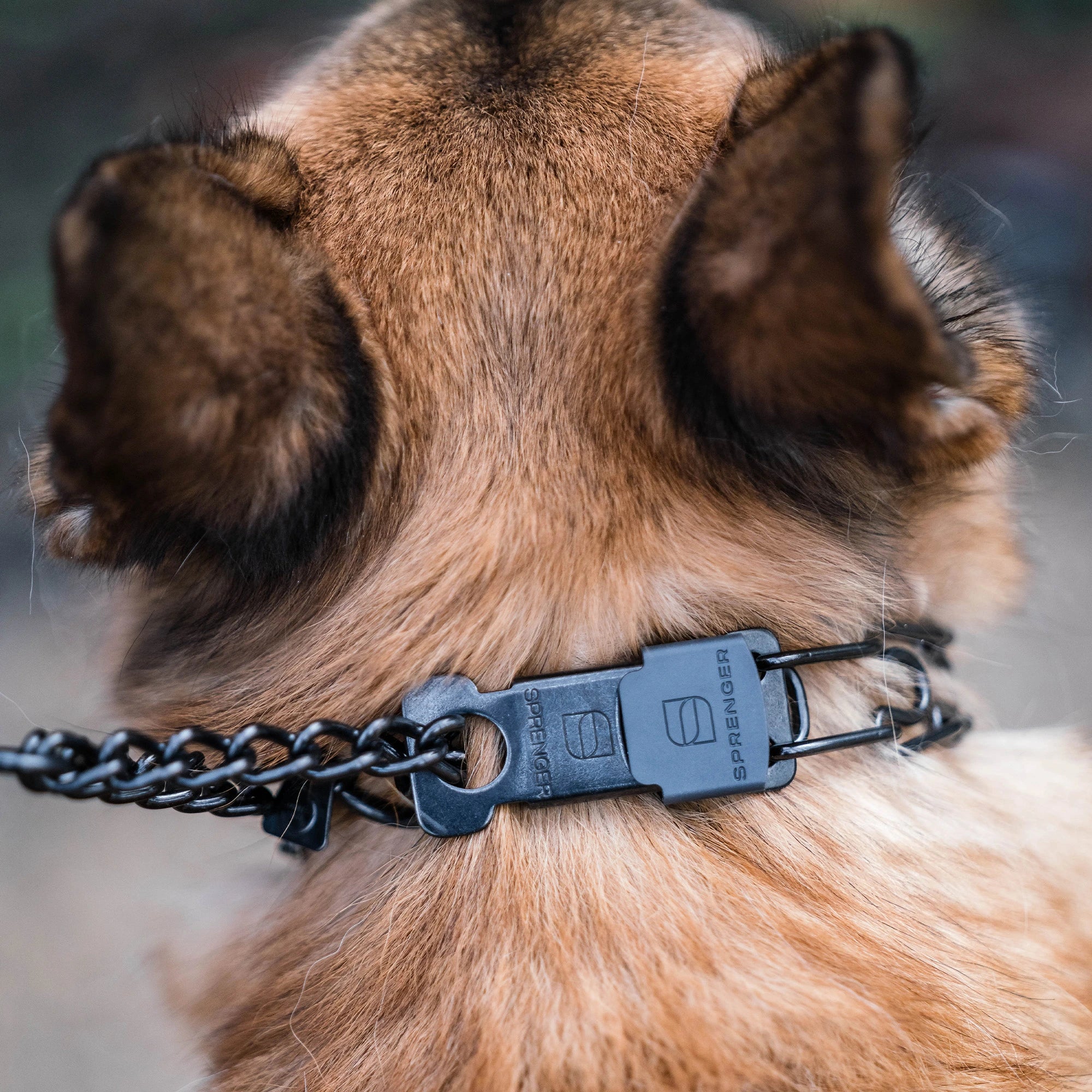 Nahaufnahme ClicLock matt schwarz an Dressurhalskette am Hund