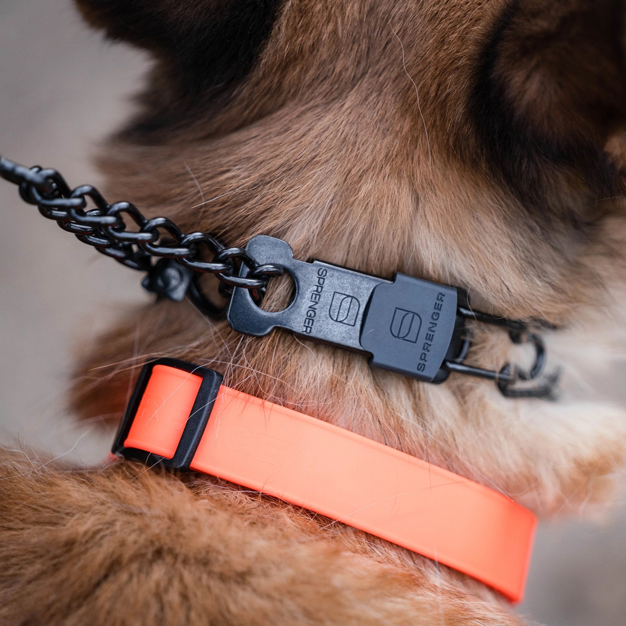 Nahaufnahme orangene Biothane Halsband und Dressurhalskette mit ClicLock am Hund