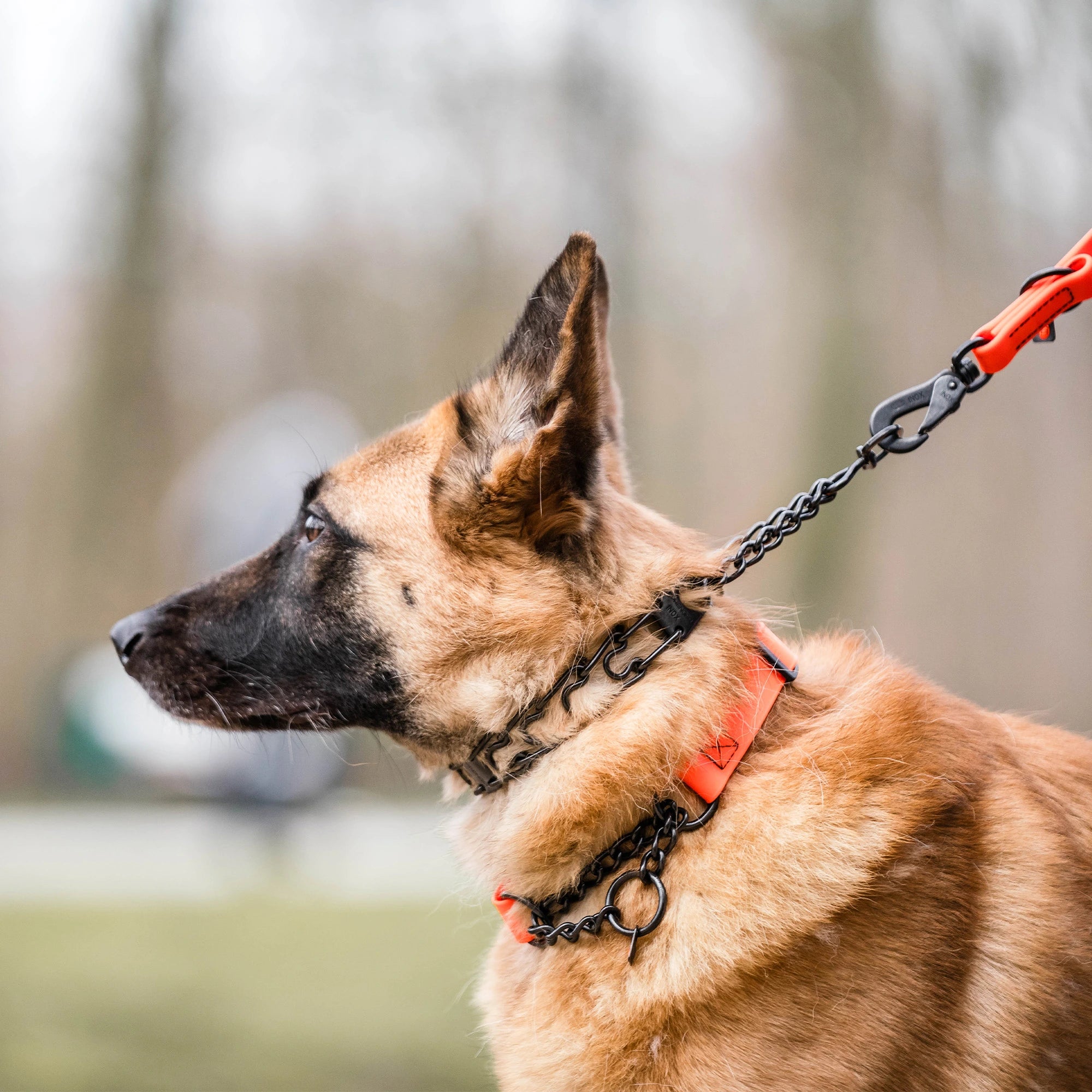 Hund mit orangenen Biothane Halsband und Dressurhalskette Edelstahl schwarz
