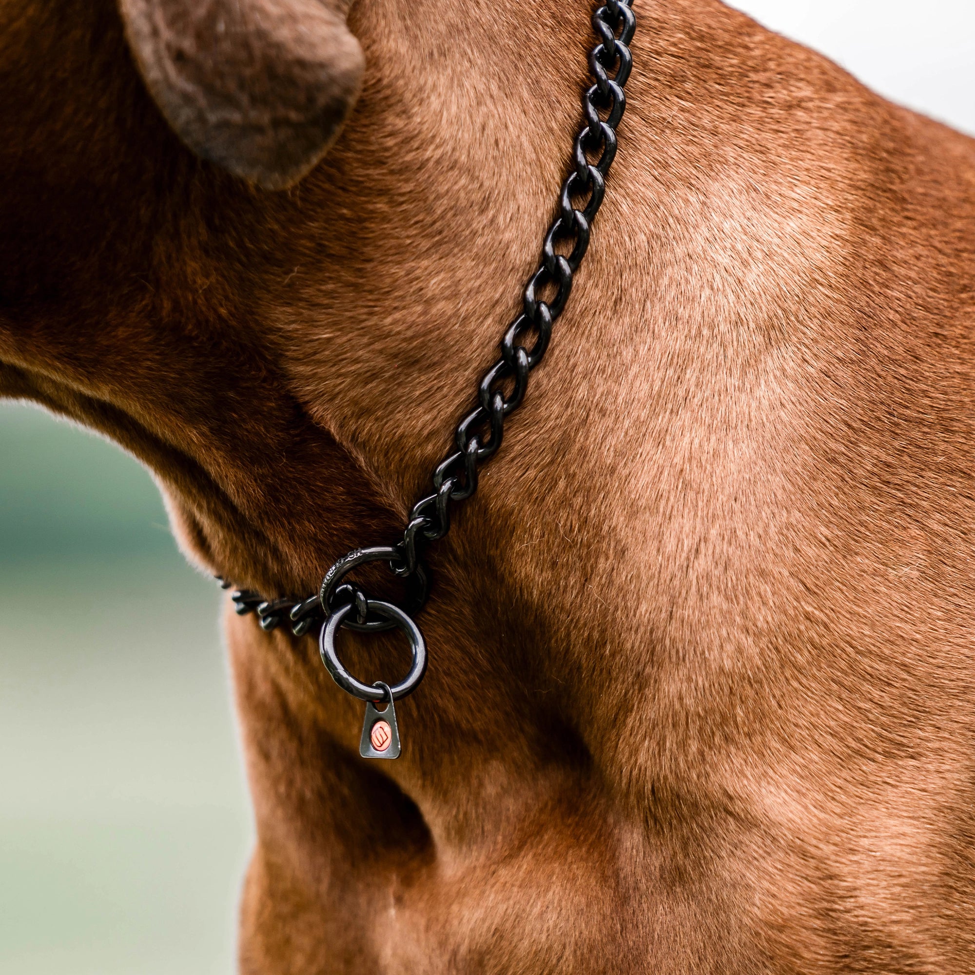 Nahaufnahme Kettenhalsband Edelstahl schwarz am Hund