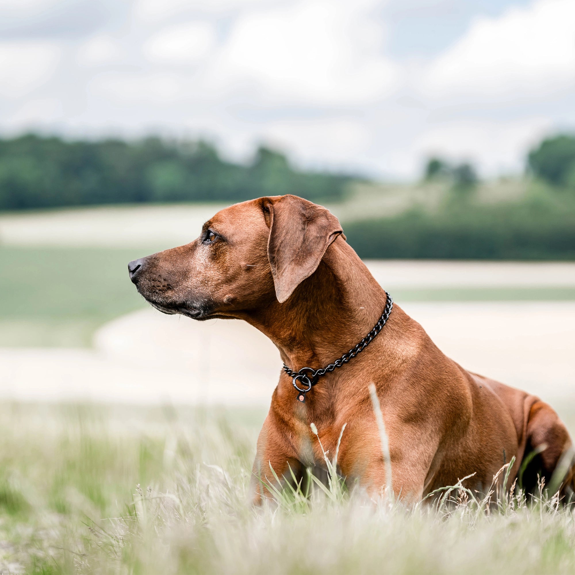 Hund mit schwarzen Edelstahl Kettenhalsband auf der Wiese liegend