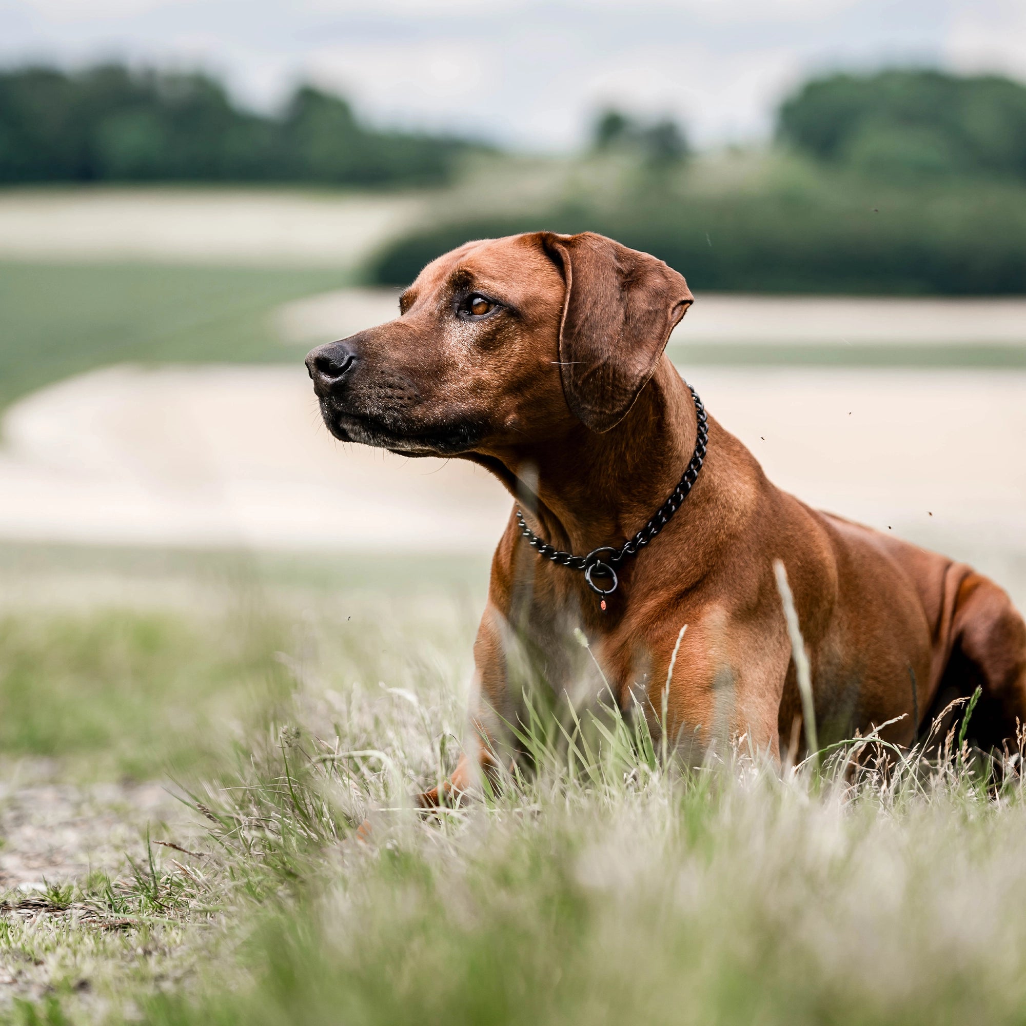 Hund mit Kettenhalsband Edelstahl schwarz auf der Wiese liegend