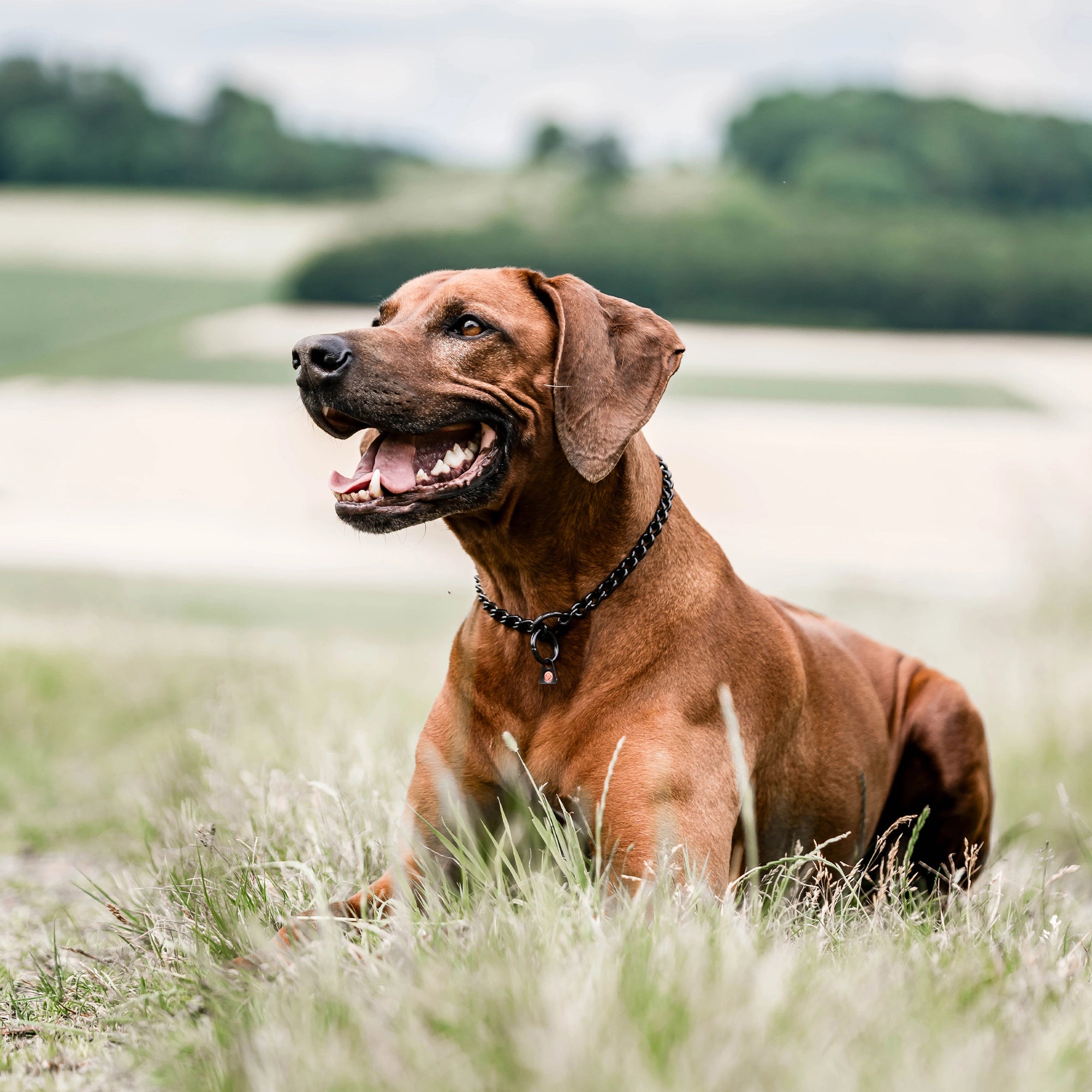 Hund mit schwarzen Edelstahl Kettenhalsband auf der Wiese liegend