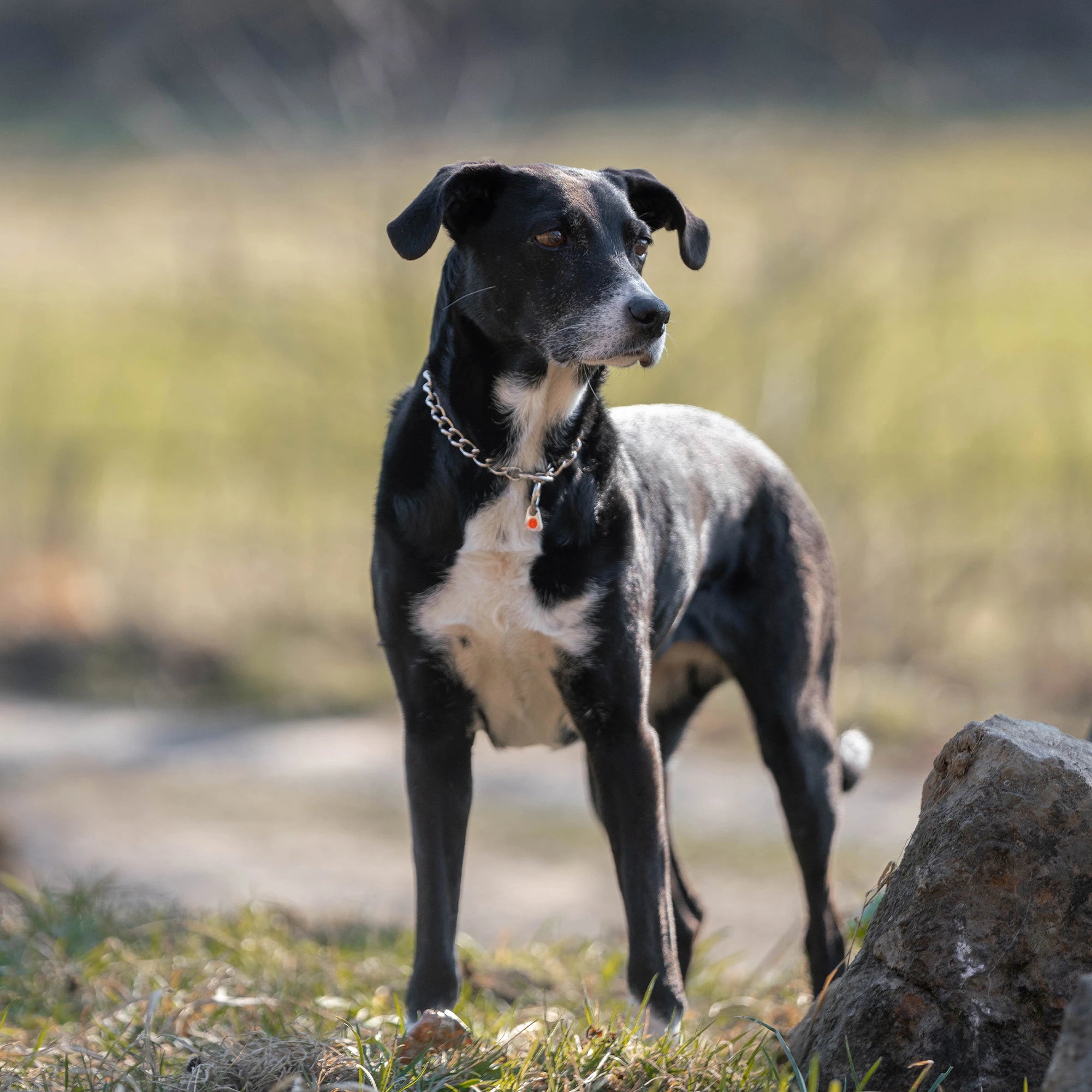 Hund mit Edelsthal Kettenhalsband auf der Wiese