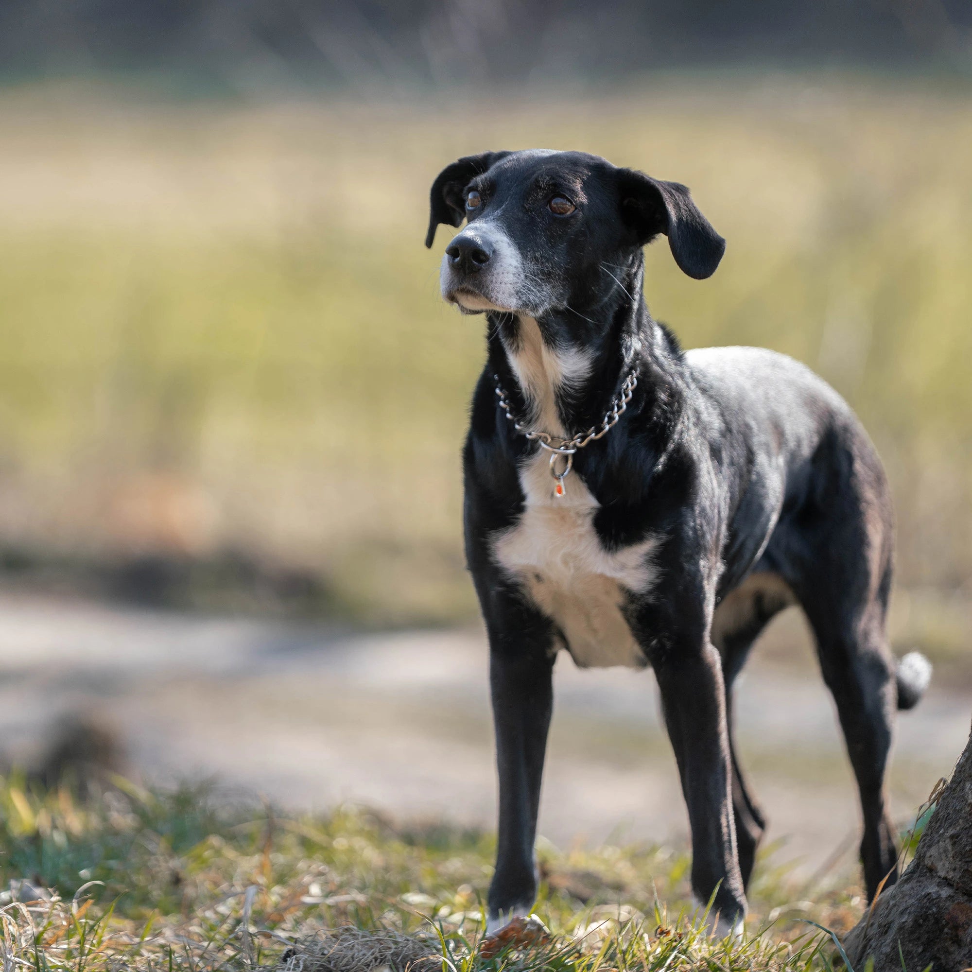 Hund mit EdeltshalKettenhalsband au der Wiese