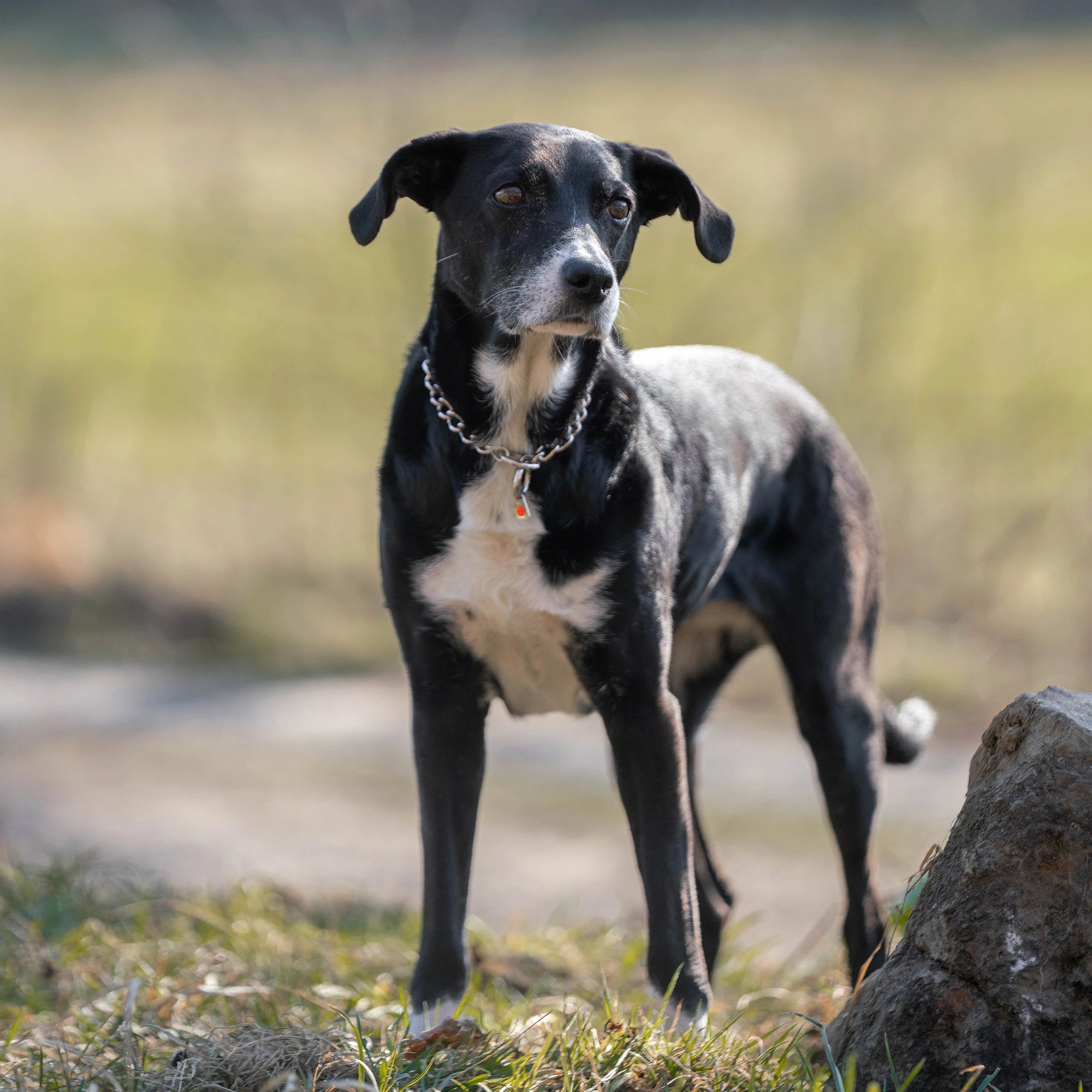 Hund mit Edelstahl Kettenhalsband auf der Wiese