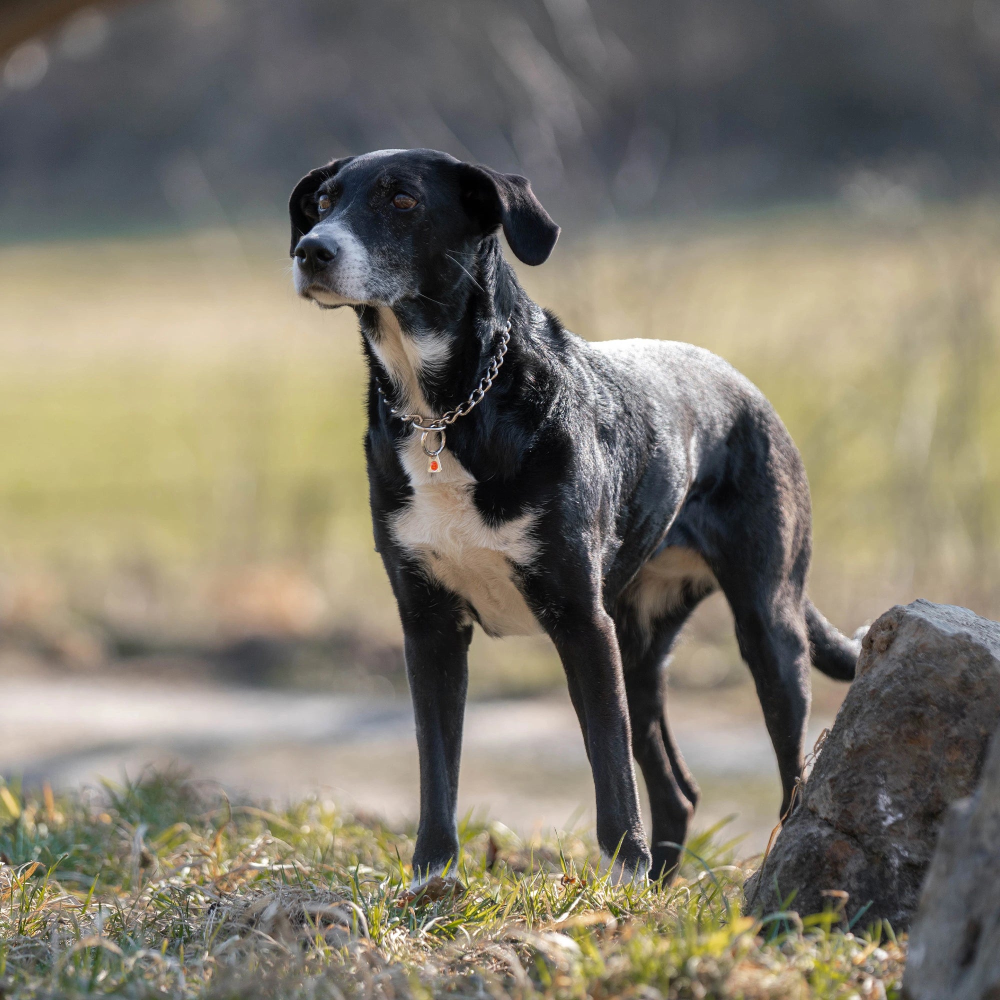 Hund mit Edelstahl Kettenhalsband auf der Wiese