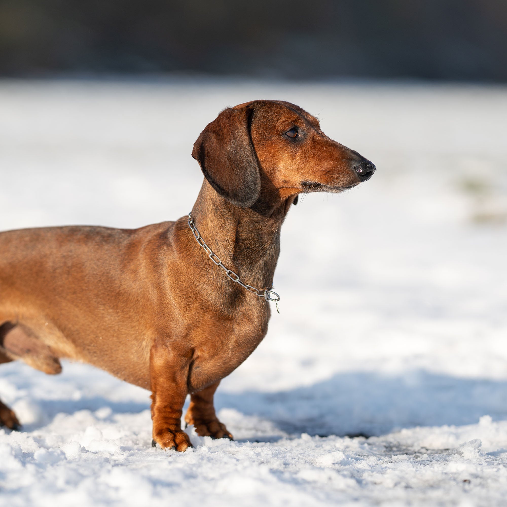 Dackel mit Edelstahl Kettenhalsband im Schnee