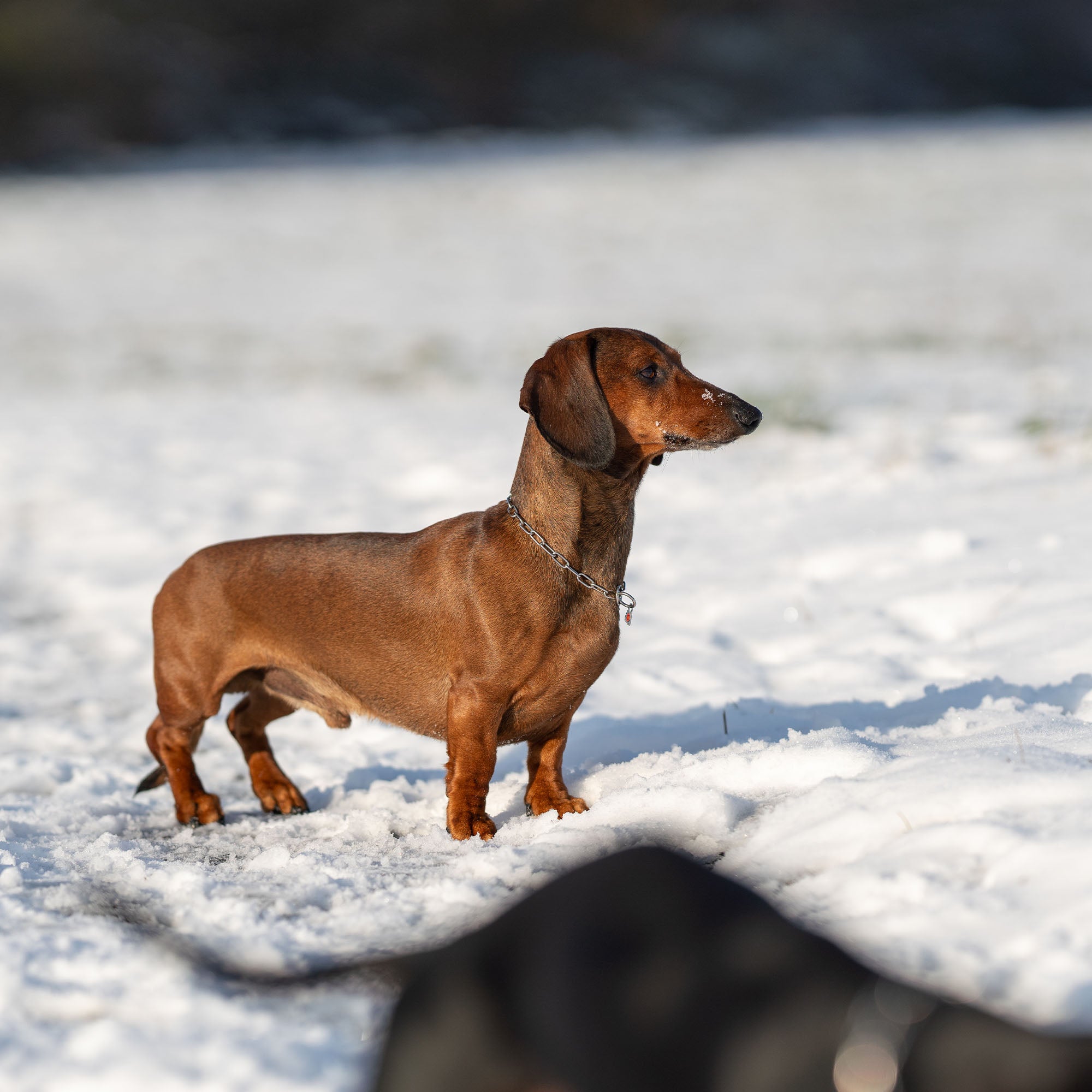 Dackel mit Edelstahl Kettenhalsband im Schnee