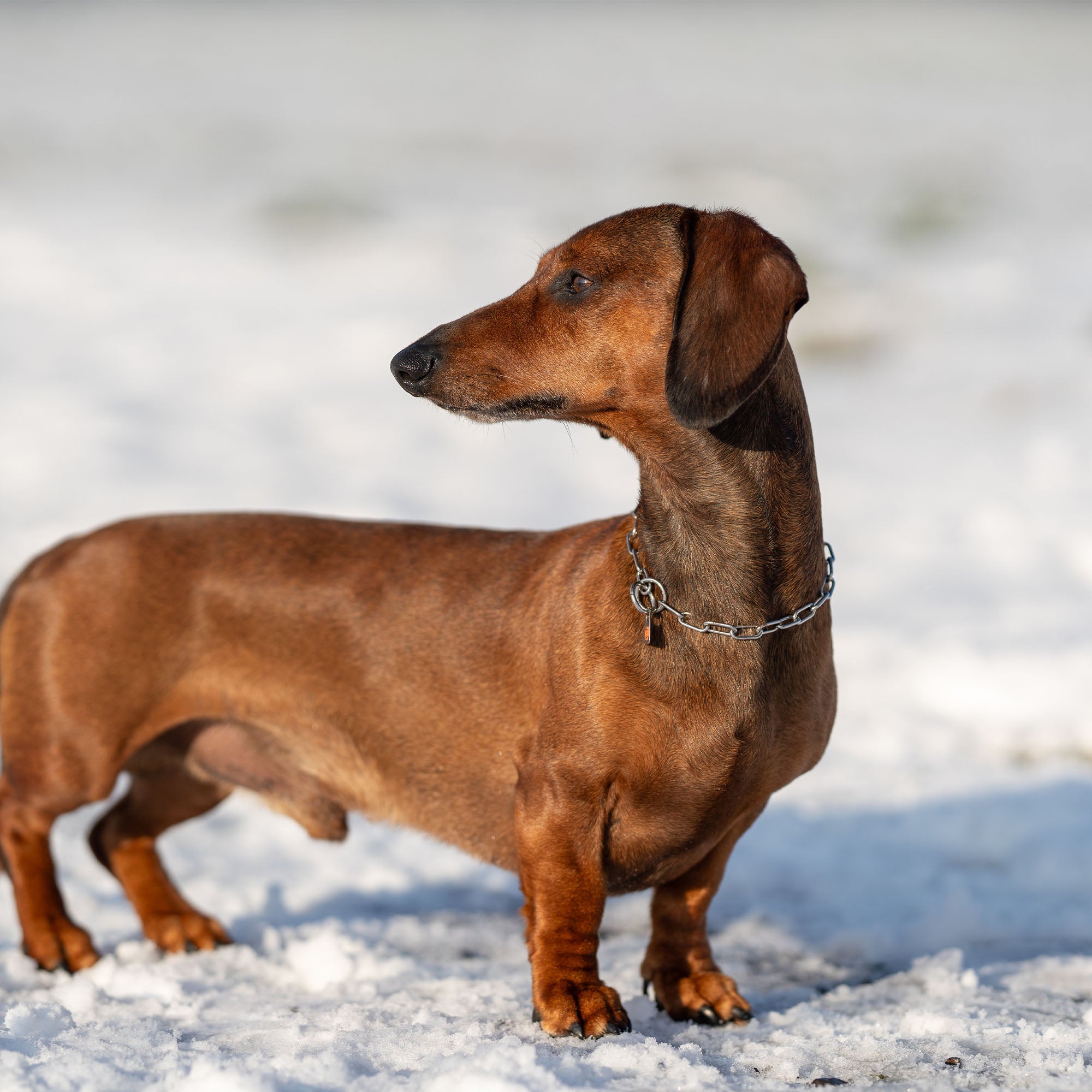 Dackel mit Edelstahl Kettenhalsband im Schnee