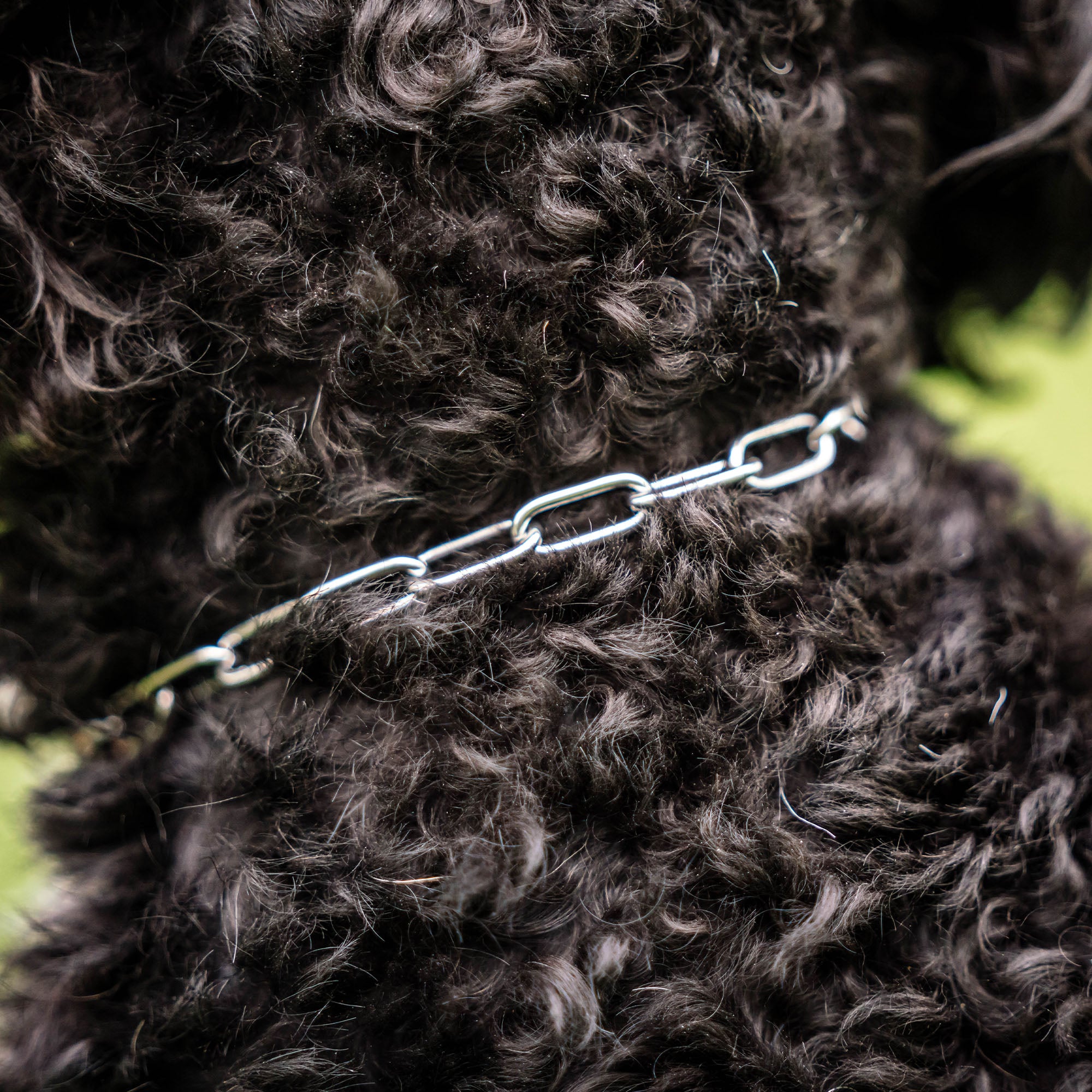 Nahaufnahme Edelstahl Kettenhalsband am Hund