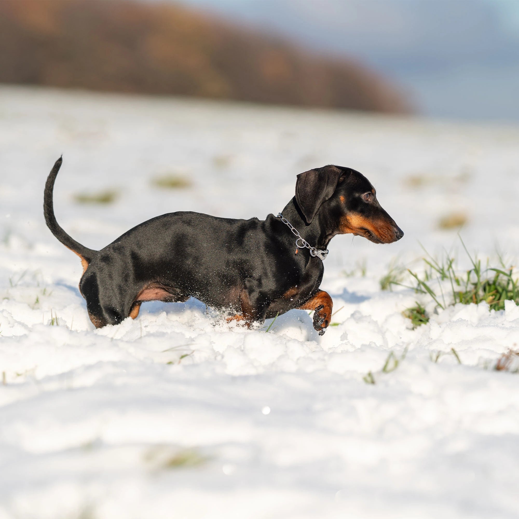 Dackel mit verstellbaren Edelstahl Kettenhalsband im Schnee