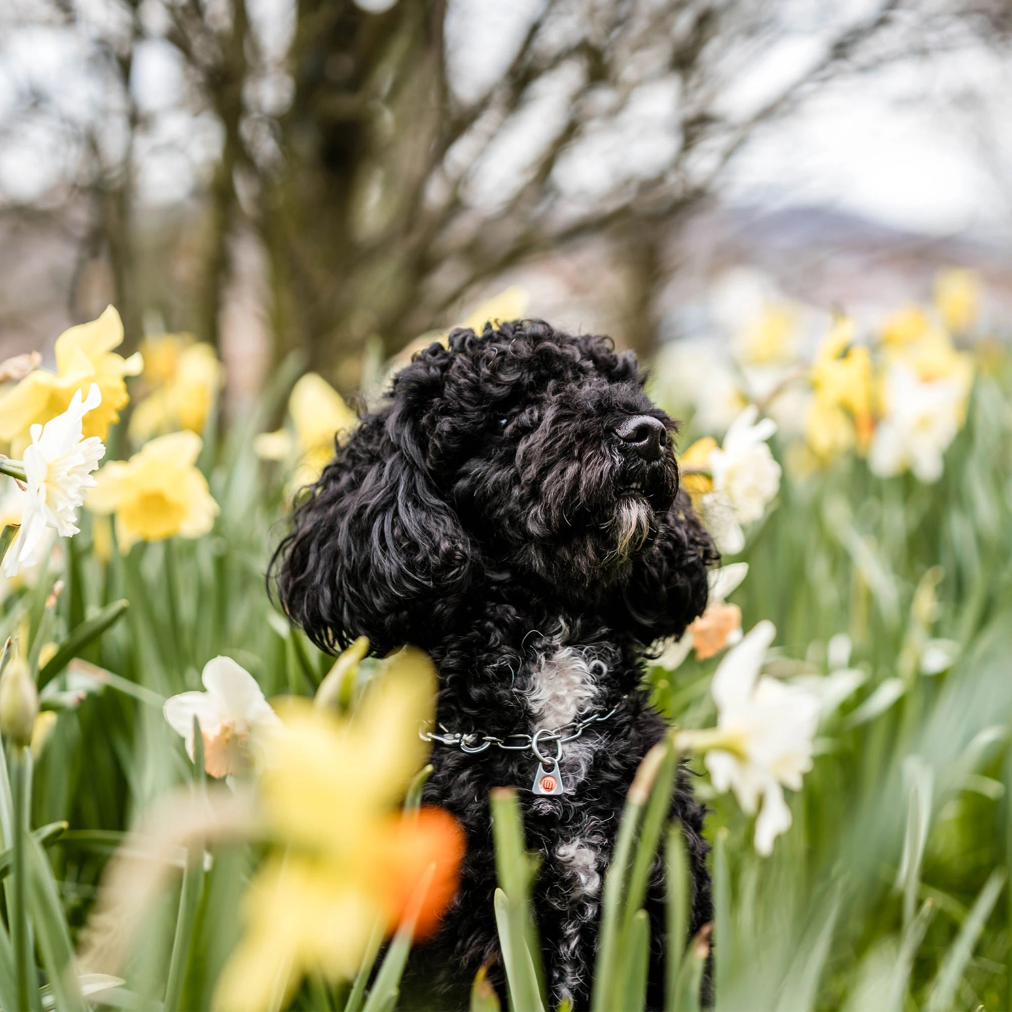 Hund mit verstellbaren Edelstahl Kettenhalsband in der Blumenwiese