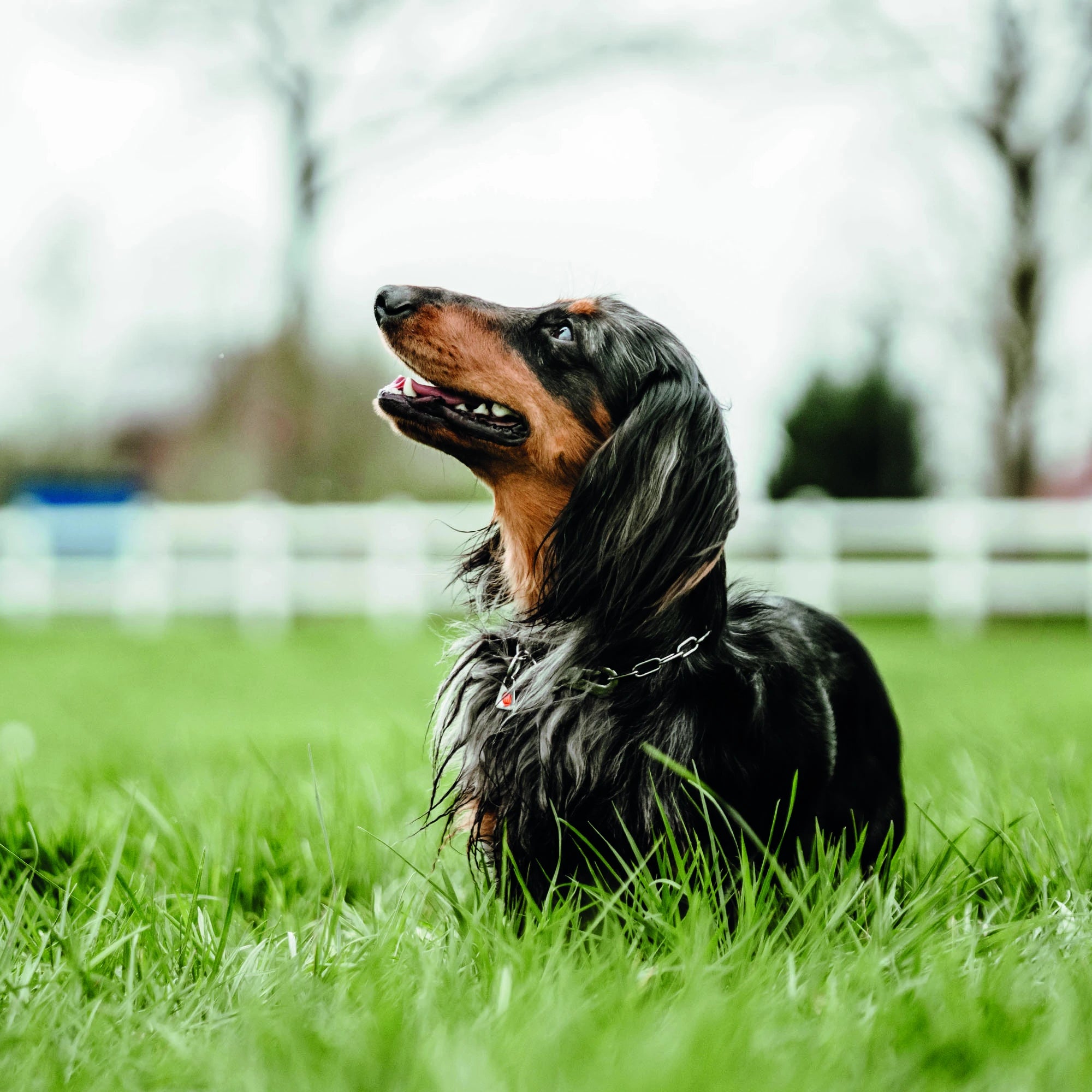 Hund mit verstellbaren Edelstahl Kettenhalsband liegend in der Wiese
