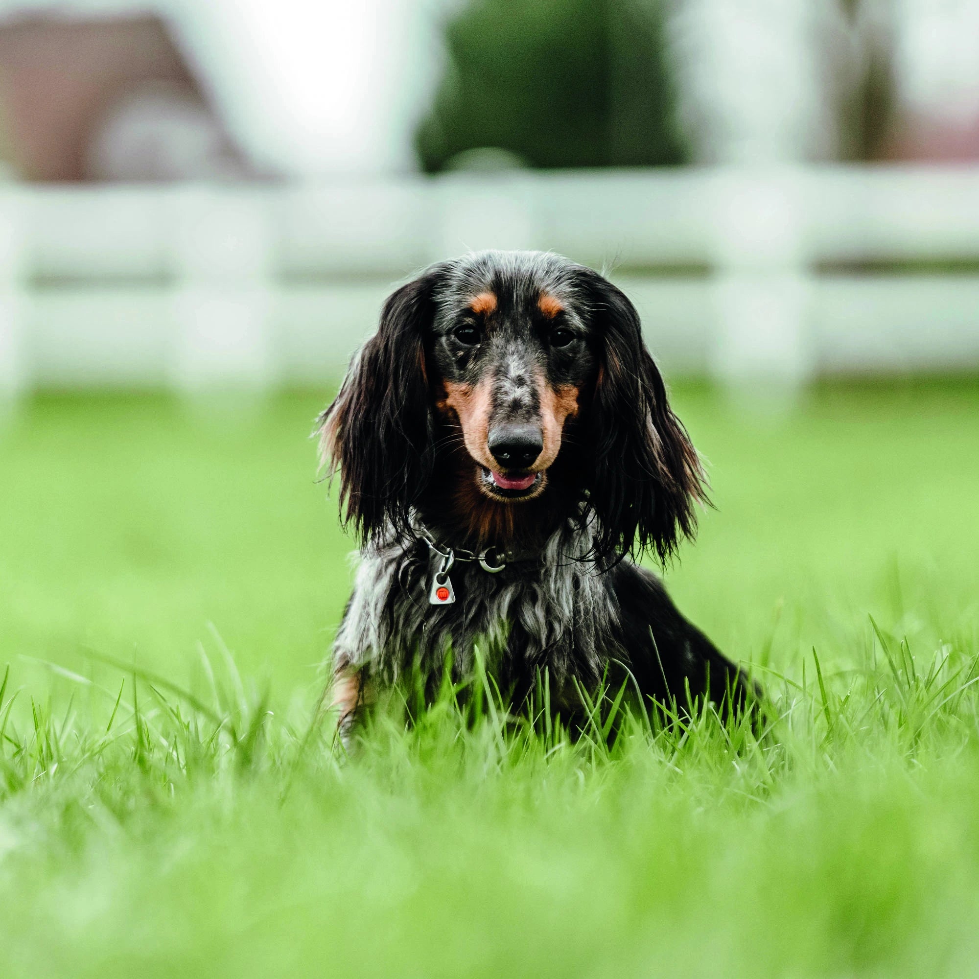 Hund mit verstellbaren Edelstahl Kettenhalsband liegend in der Weese