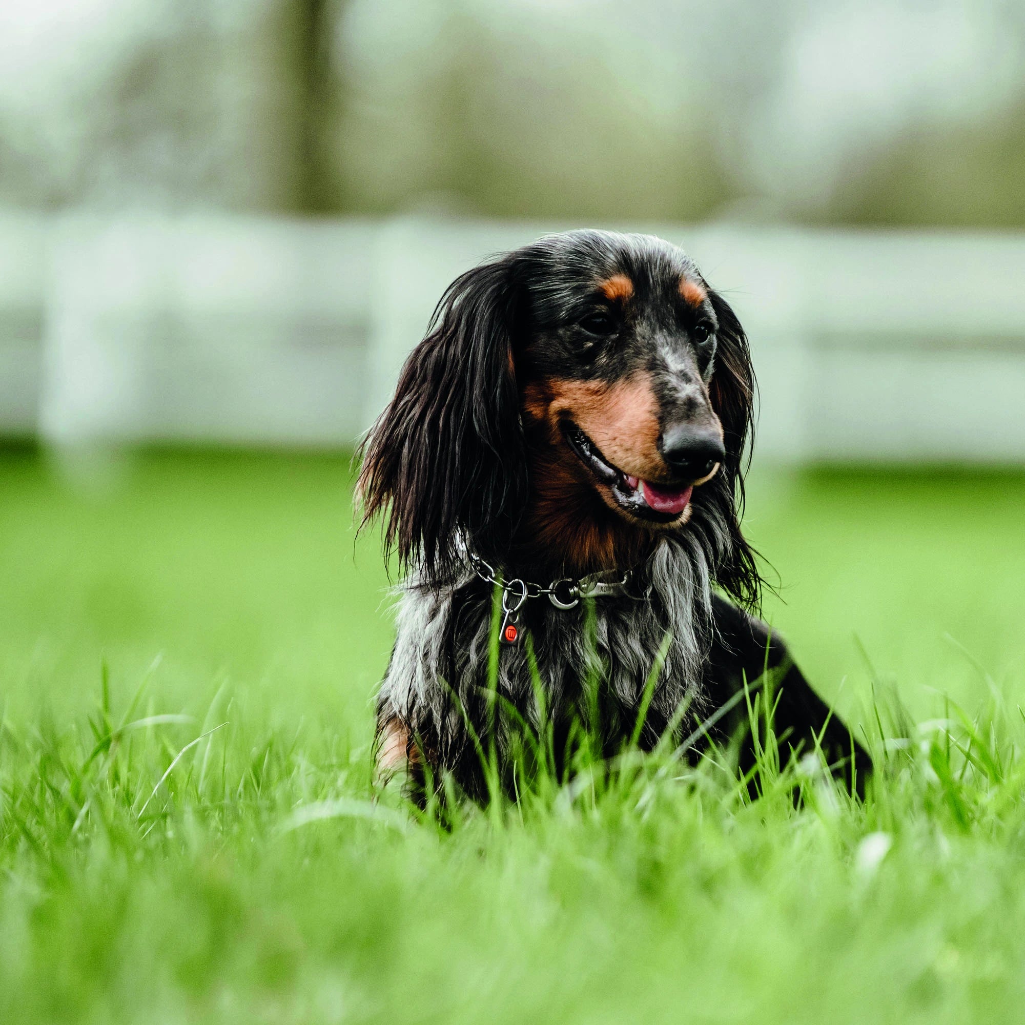Hund mit verstellbaren Edelstahl Kettenhalsband liegend auf der Wiese