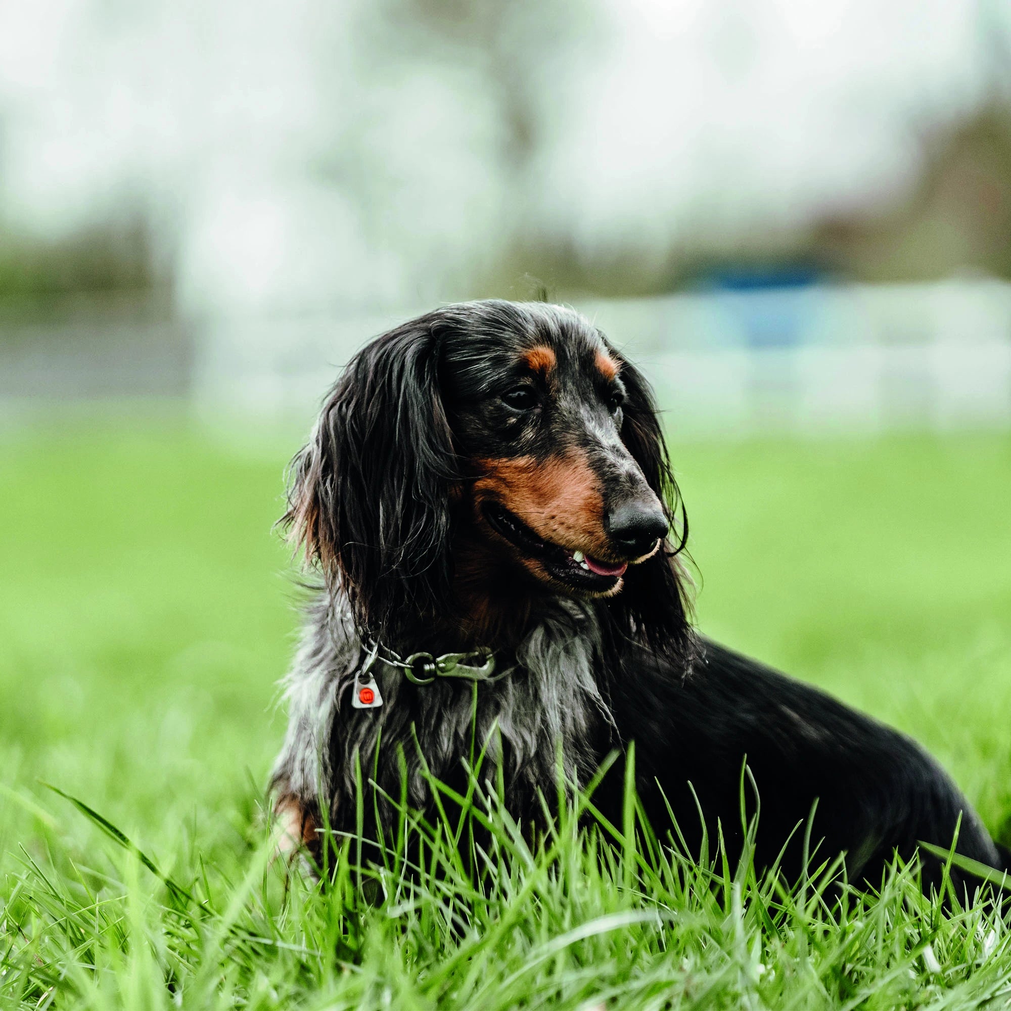 Hund mit verstellbaren Edelsthal Kettenhalsband leigend auf der Wiese