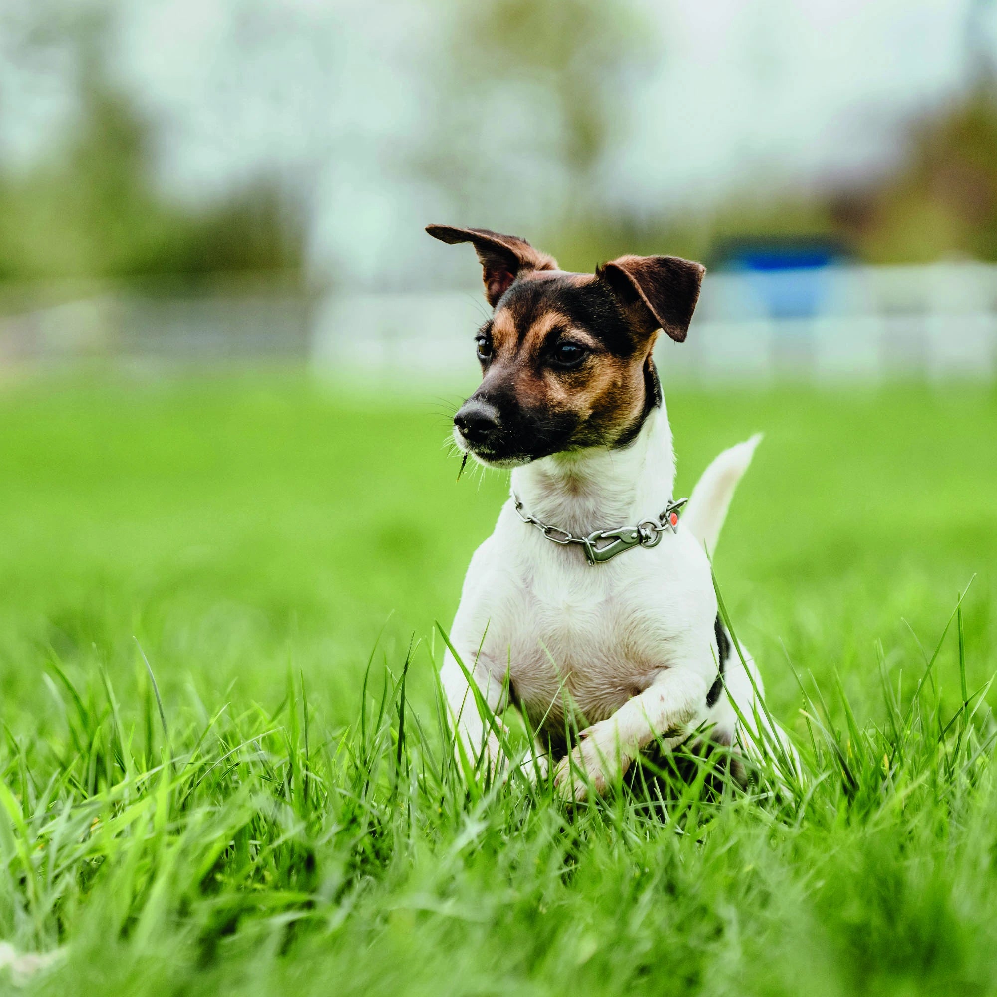 Hund mit verstellbaren Edelstahl Kettenhalsband auf der Wiese