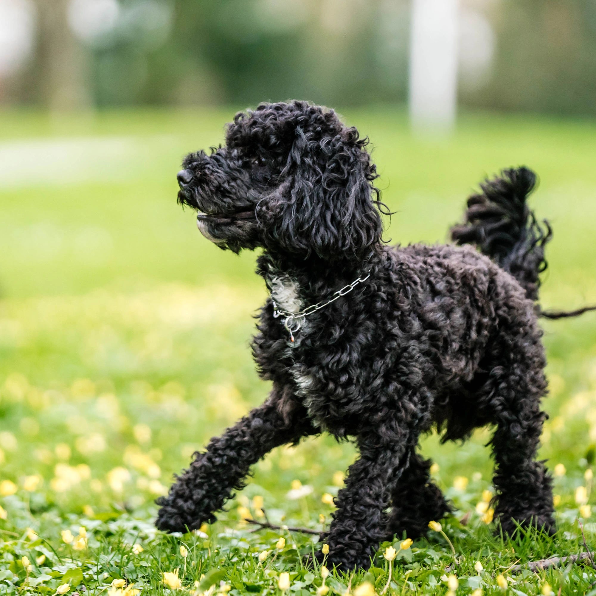 schwarzer Hund mit verstellbaren Edelstahl Kettenhalsband auf der Wiese
