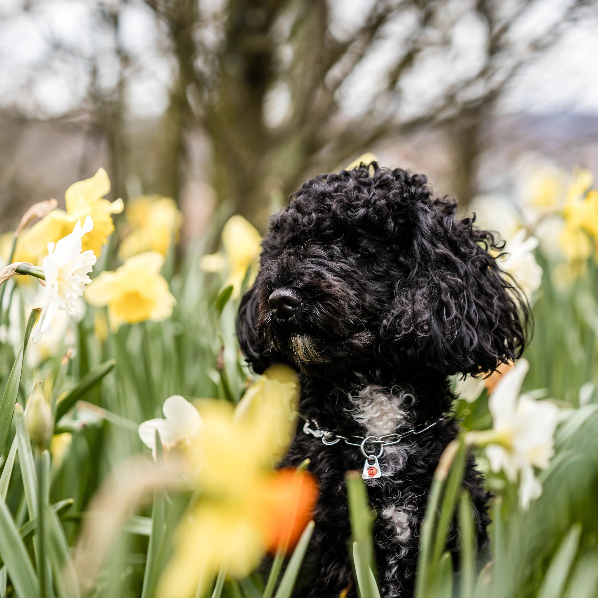 Hund mit verstellbaren Edelstahl Kettenhalsband in der Blumenwiese