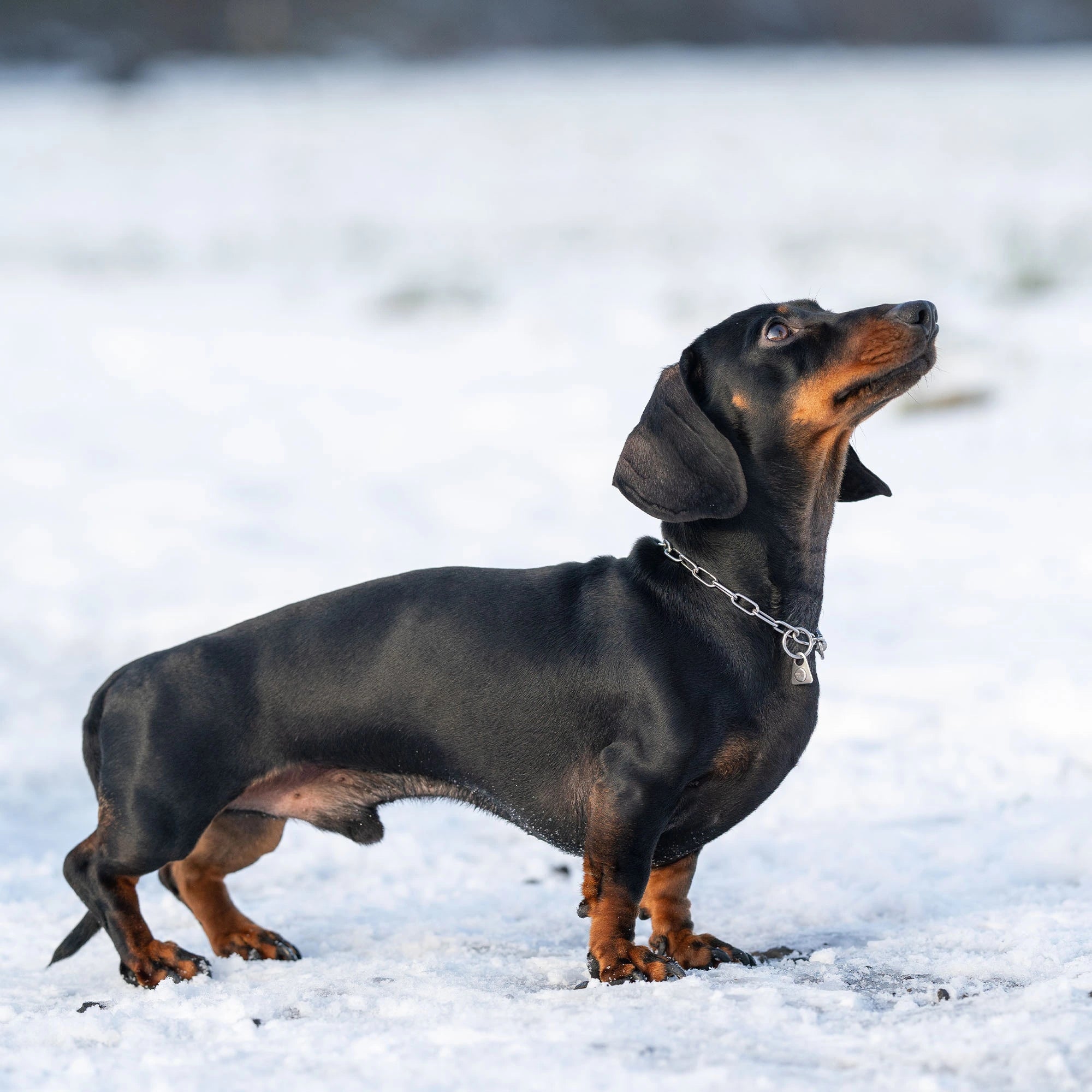 Dackel mit verstellbaren Edelstahl Kettenhalsband im Schnee