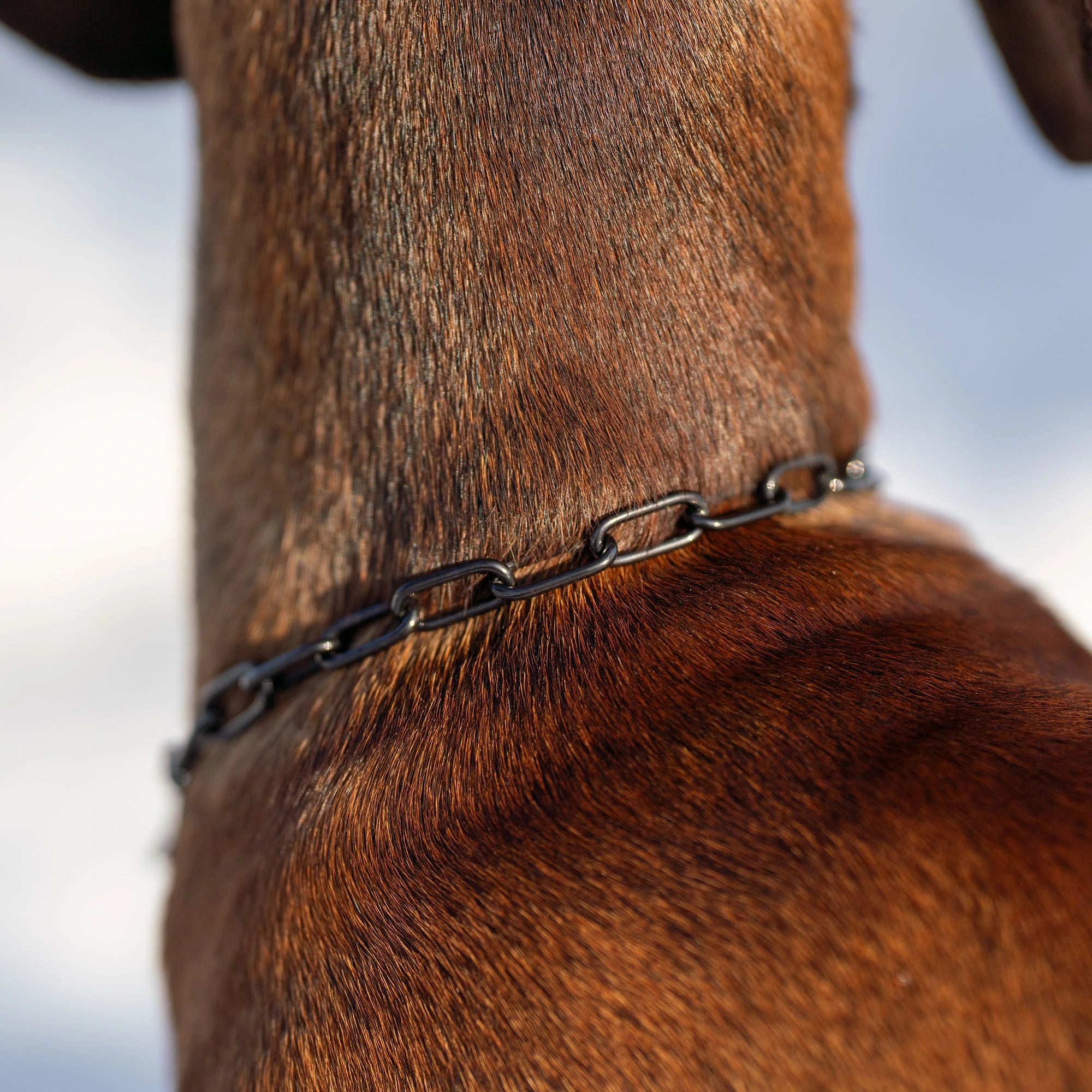 Nahaufnahme Kettenhalsband Edelstahl schwarz am Hund
