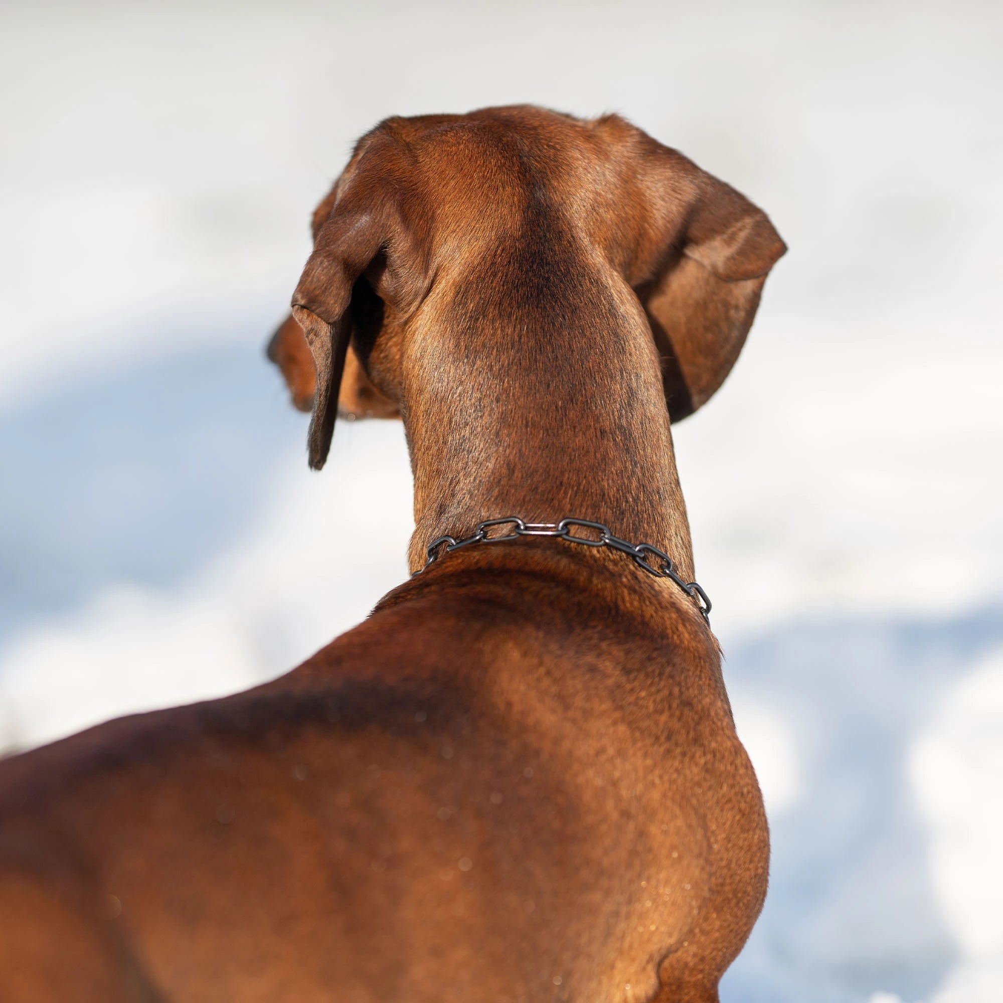 verstellbares Edelstahl Kettenhalsband am Hund