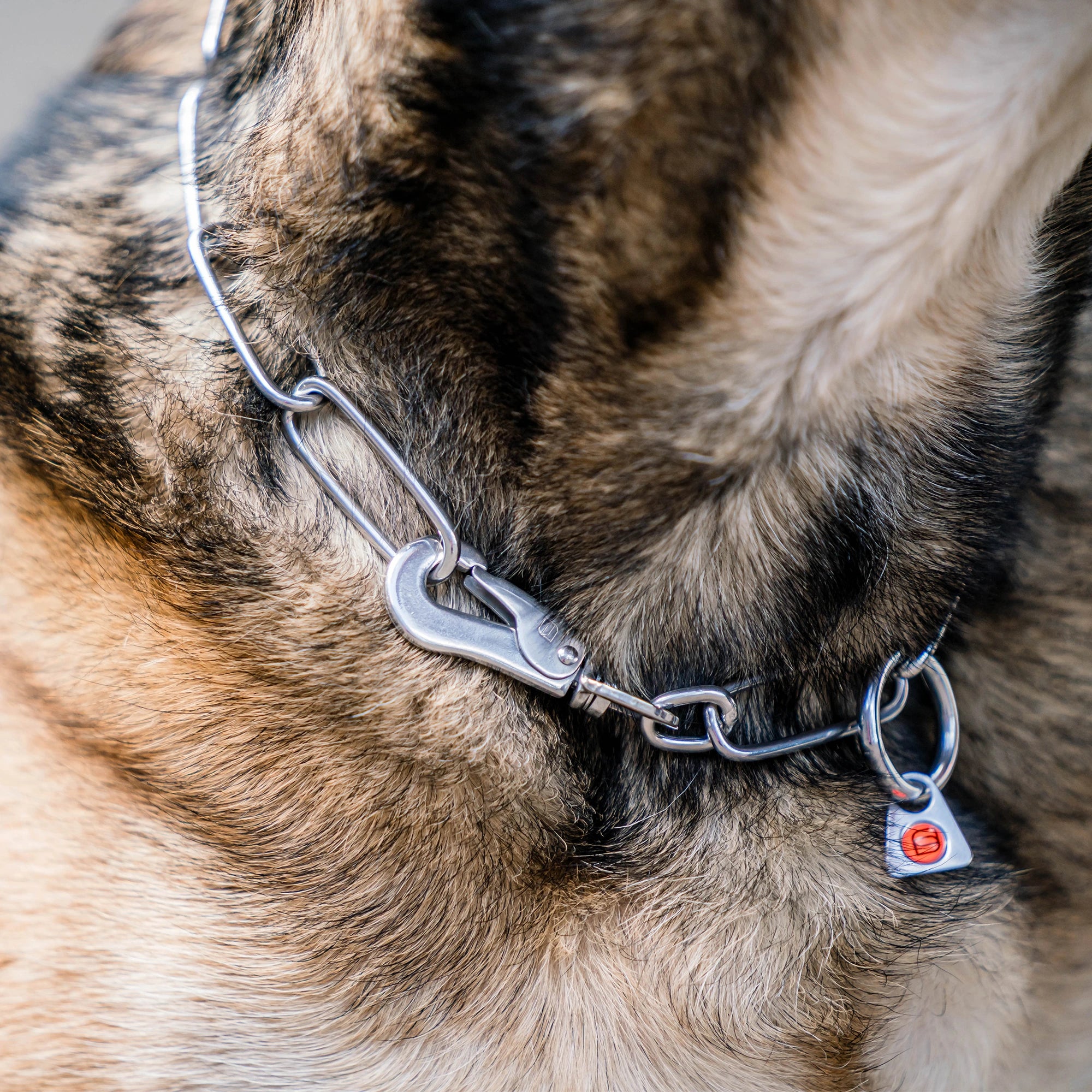 Detailbild von Langgliedkette mit Haken und Ring aus Edelstahl am Malinois