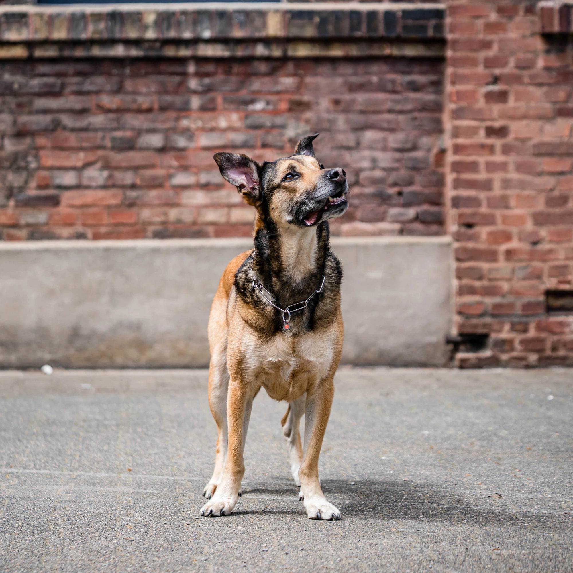 Billd von Langgliedkette mit Haken und Ring aus Edelstahl am Malinois