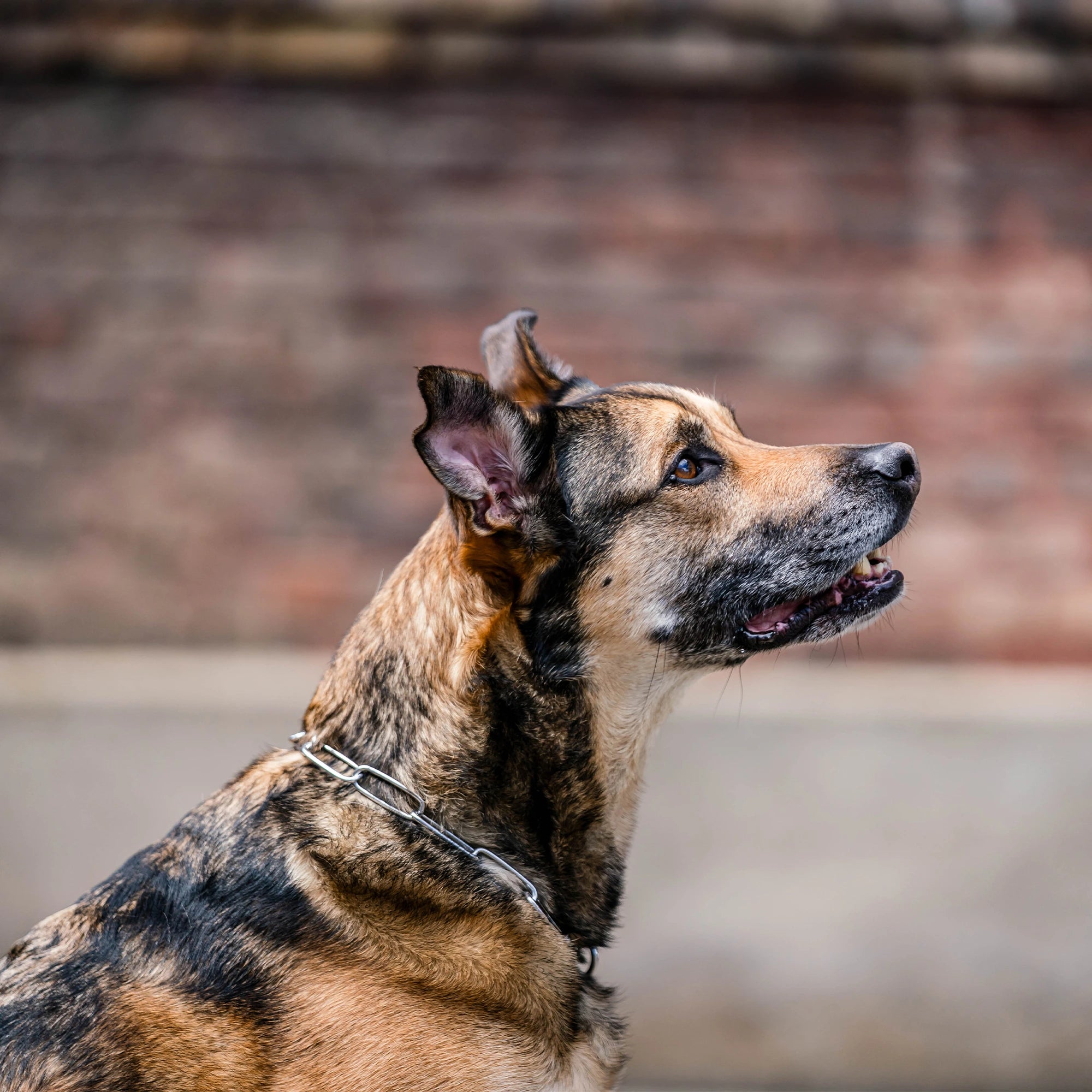 Billd von Langgliedkette aus Edelstahl am Malinois