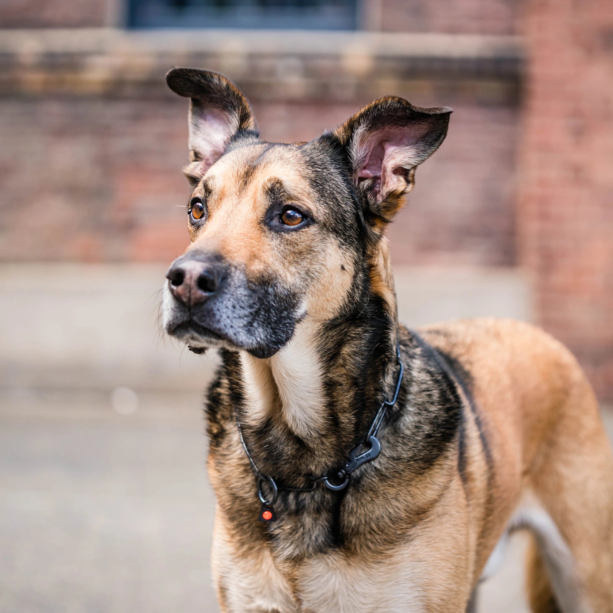 Schwarze Langgliedkette mit Haken und Ring am Malinois