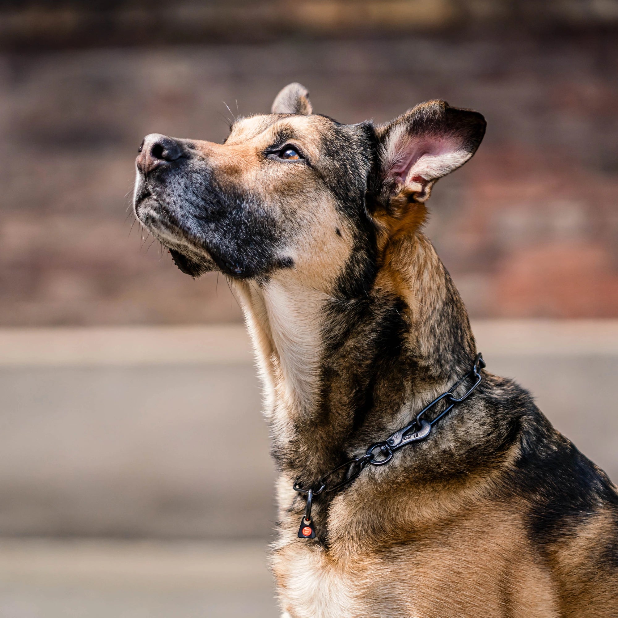Schwarze Langgliedkette mit Haken und Ring am Malinois