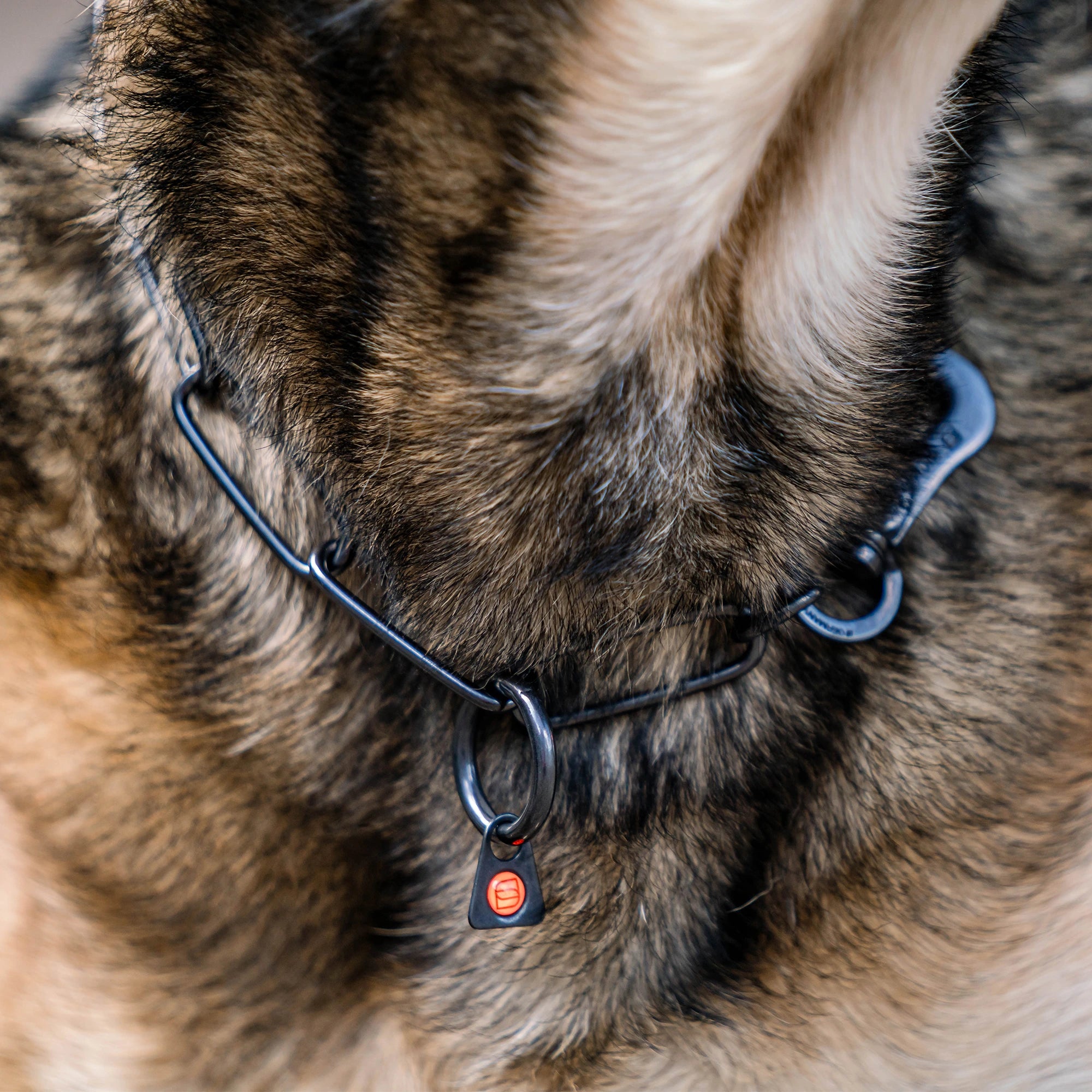 Detailbild von schwarzer Langgliedkette mit Haken und Ring am Malinois