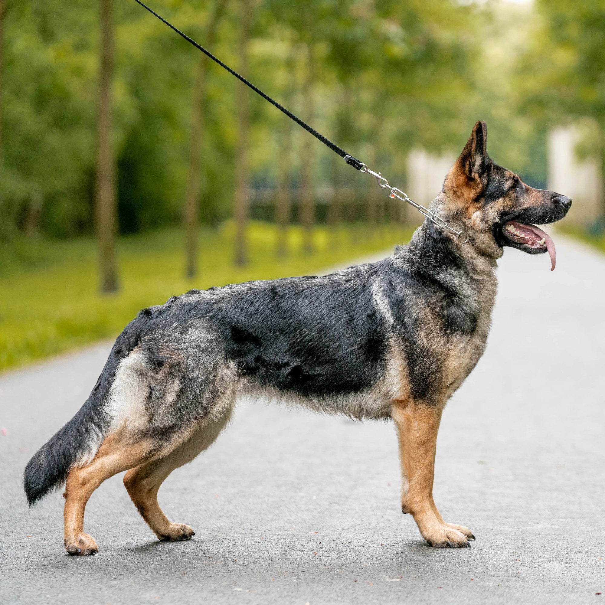 Hund mit Edelstahl Kettenhalsband an schwarzer gummierter Hundeleine