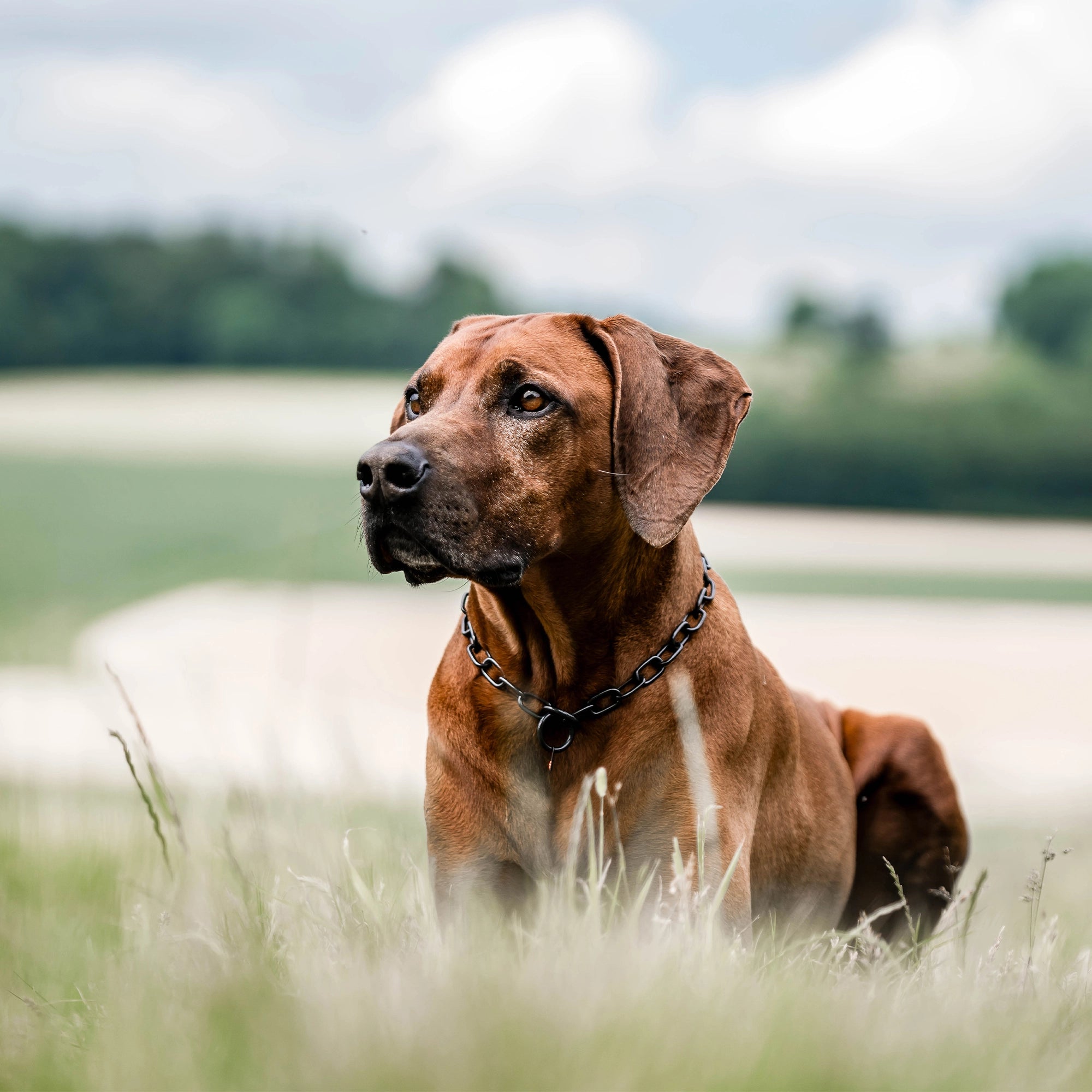 Hund mit schwarzen Edelstahl Kettenhlsband auf einer Wiesenlandschaft