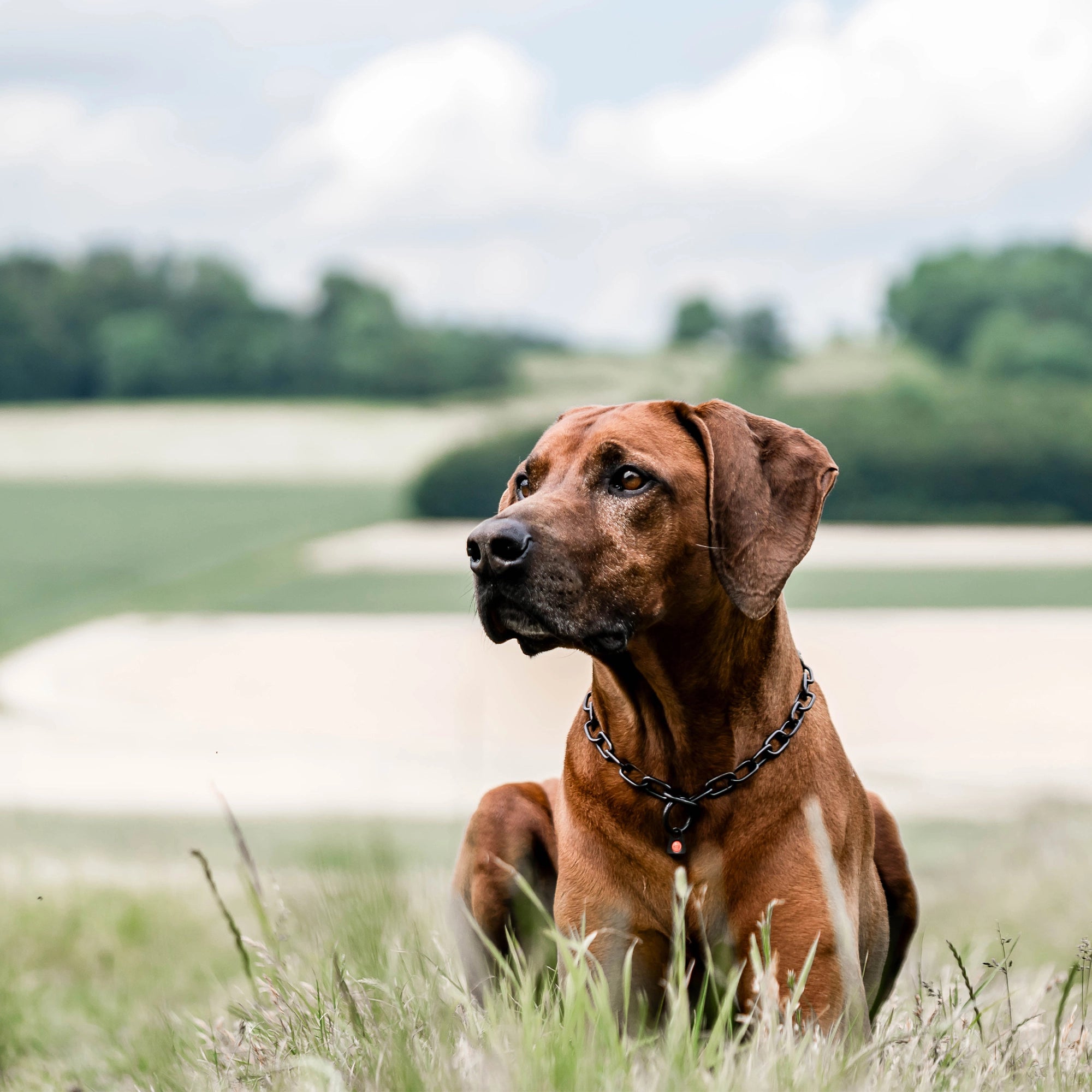 Hund mit Kettenhalsband Edelstahl schwarz liegend auf der Wiese
