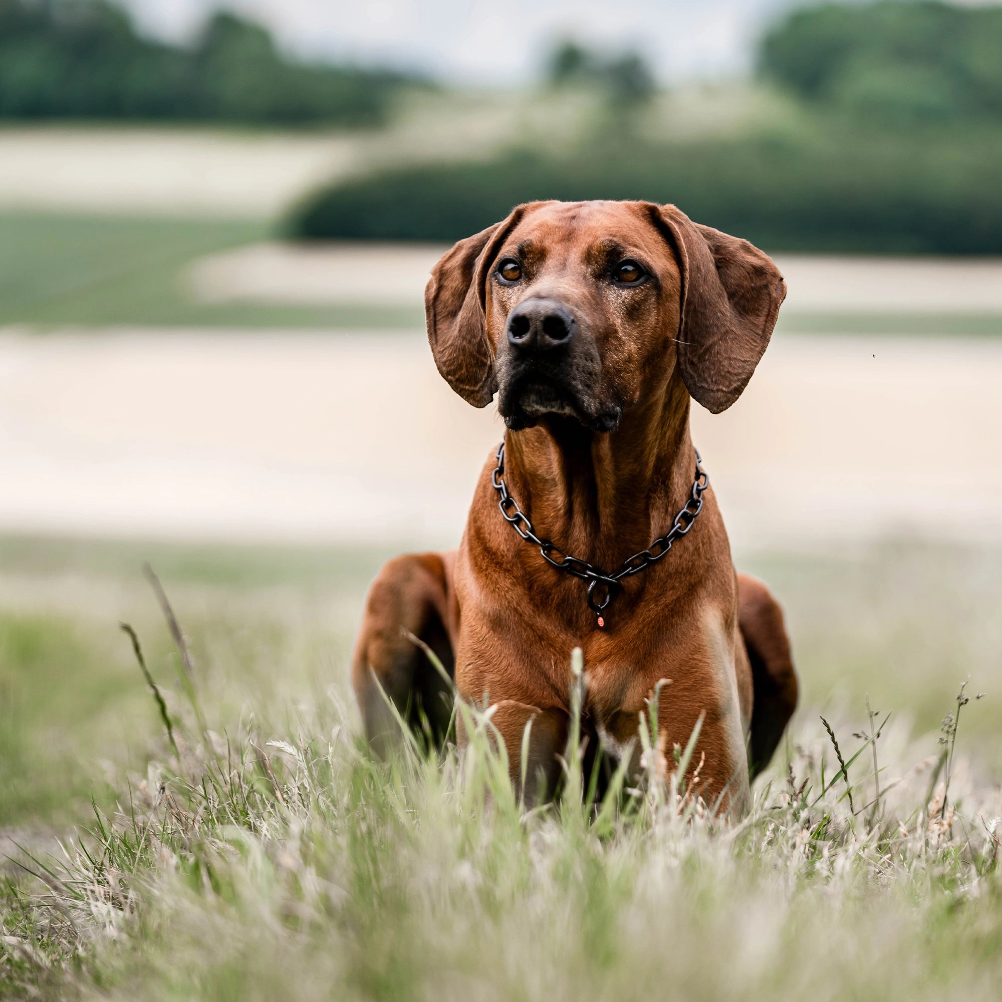 Hund mit Kettenhalsband Edelstahl schwarz liegend auf der Wiese