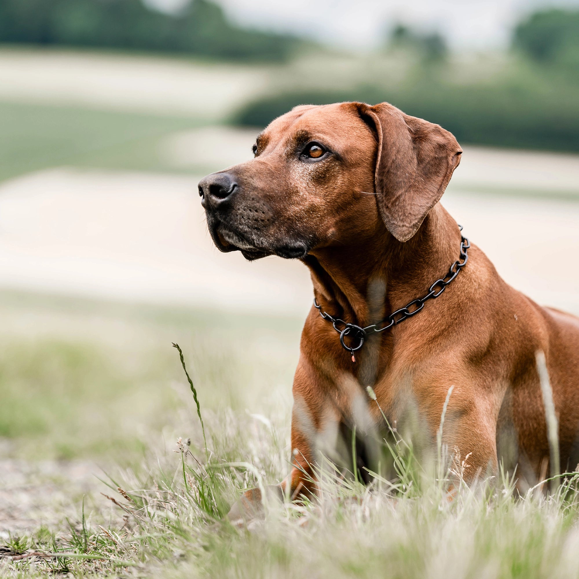 Hund mit Kettenhalsband Edelstahl schwarz liegend auf der Wiese