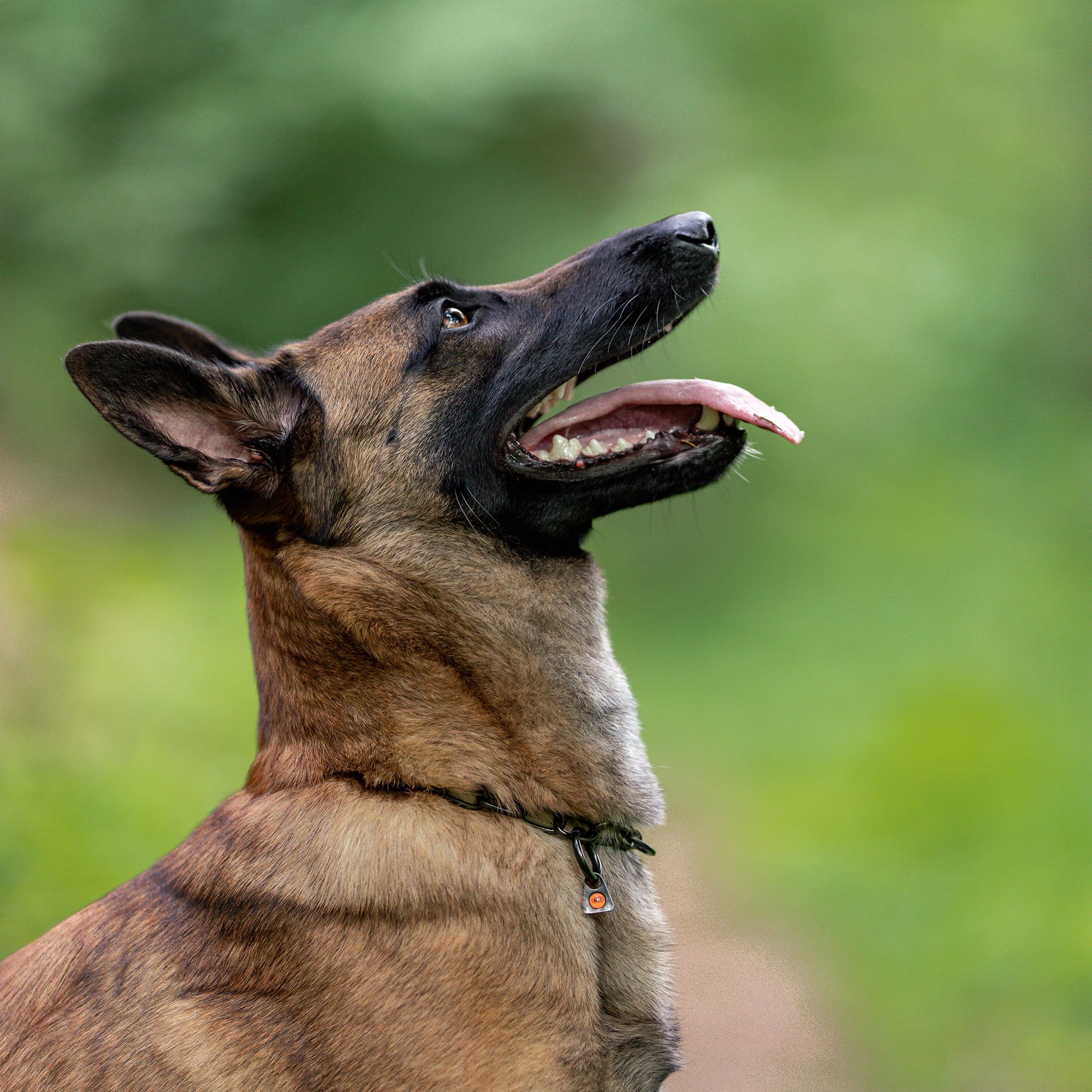 Hund mit verstellbaren Kettenhalsband Edelstahl schwarz
