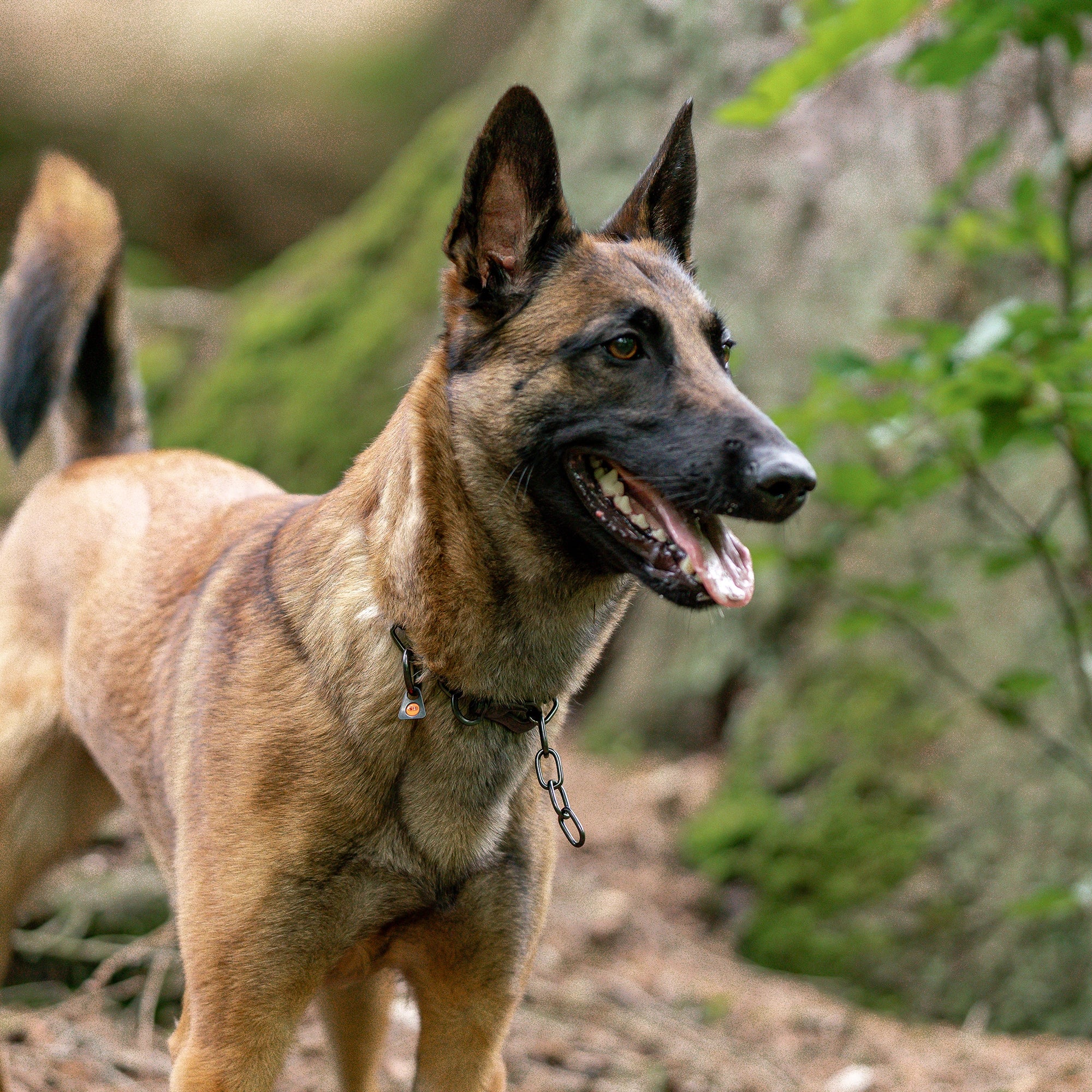 Hund mit verstellbaren Edelstahl Kettenhalsband