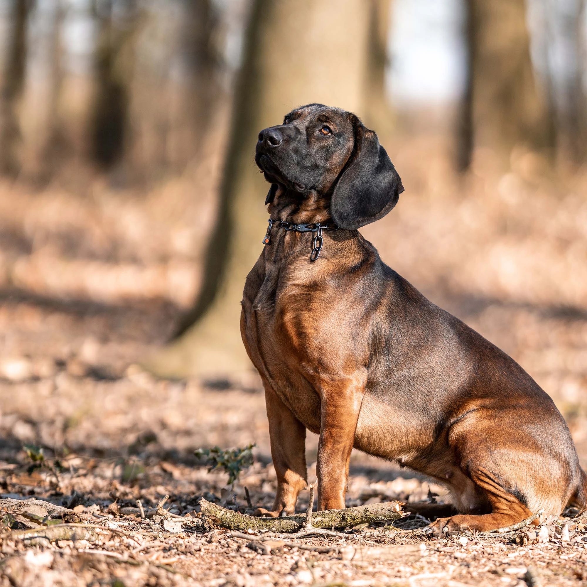Hund mit schwarzen Edelstahl Kettenhalsband mit Haken im Wald