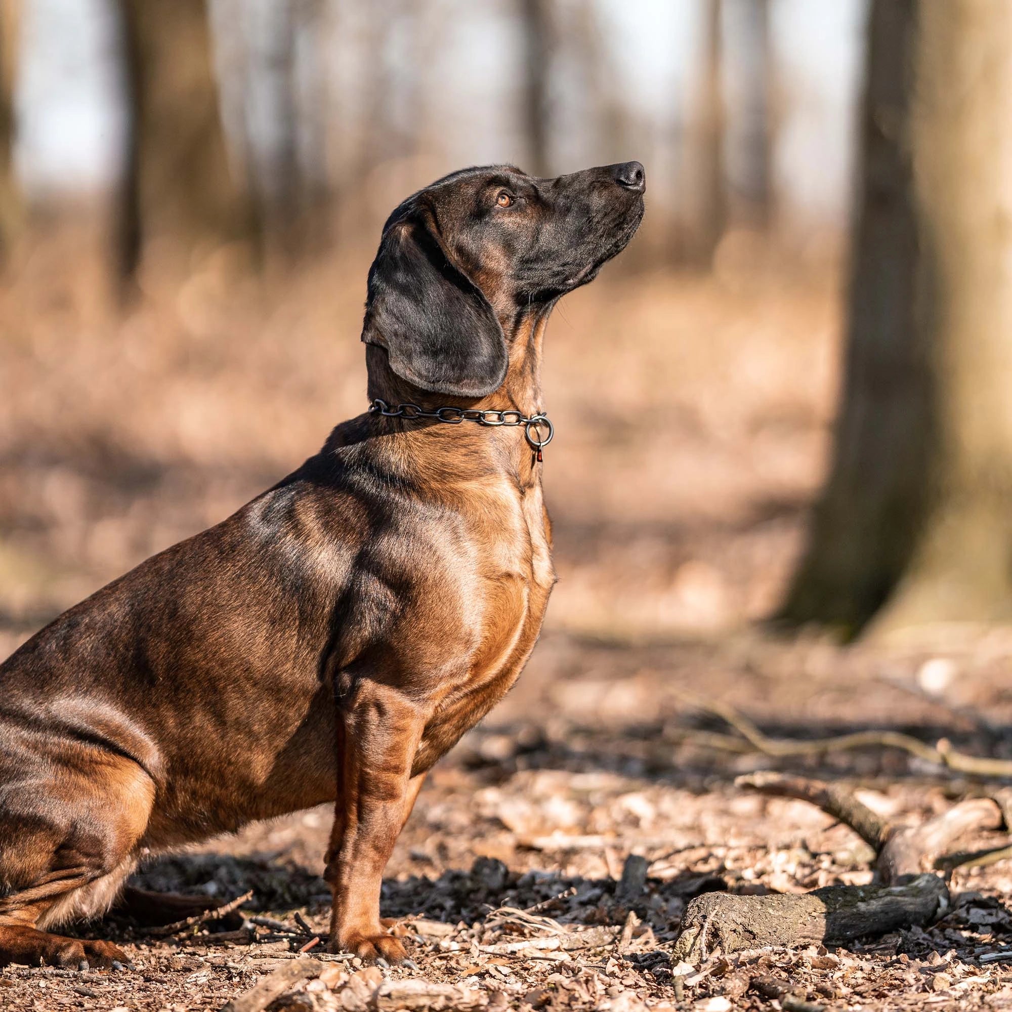 Hund mit verstellbaren Kettenhalsband Edelstahl schwarz im Wald