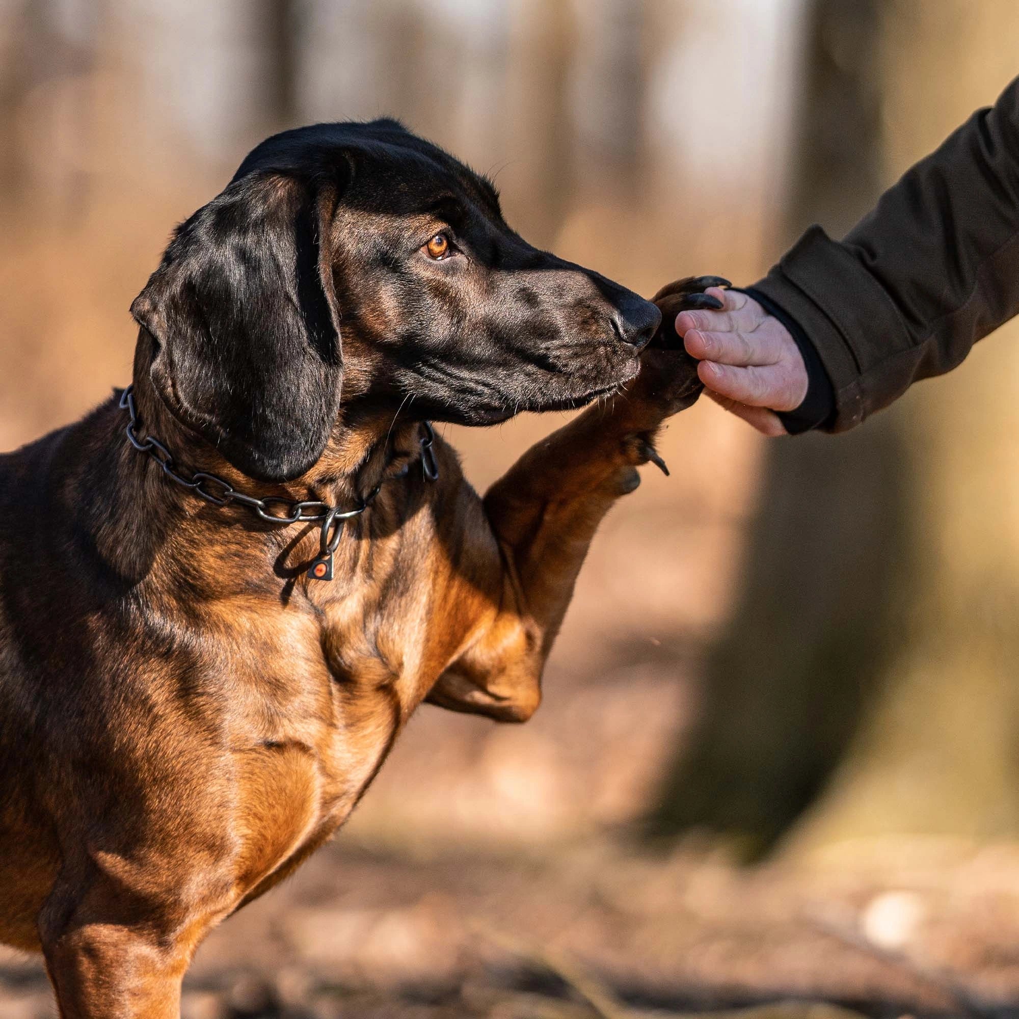 Hund mit verstellbaren Edelstahl Kettenhalsband im Wald gibt Pfote