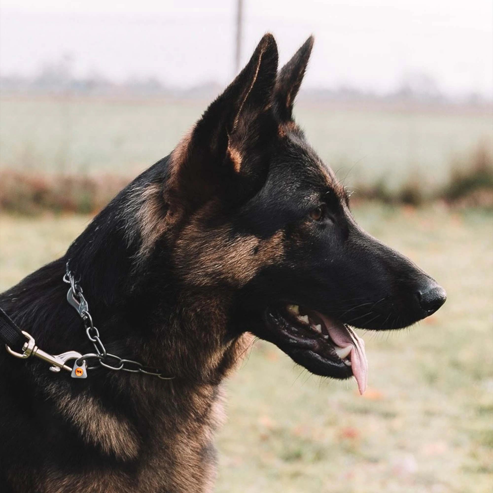 Hund mit Edelstahl Kettenhalsband mit Haken