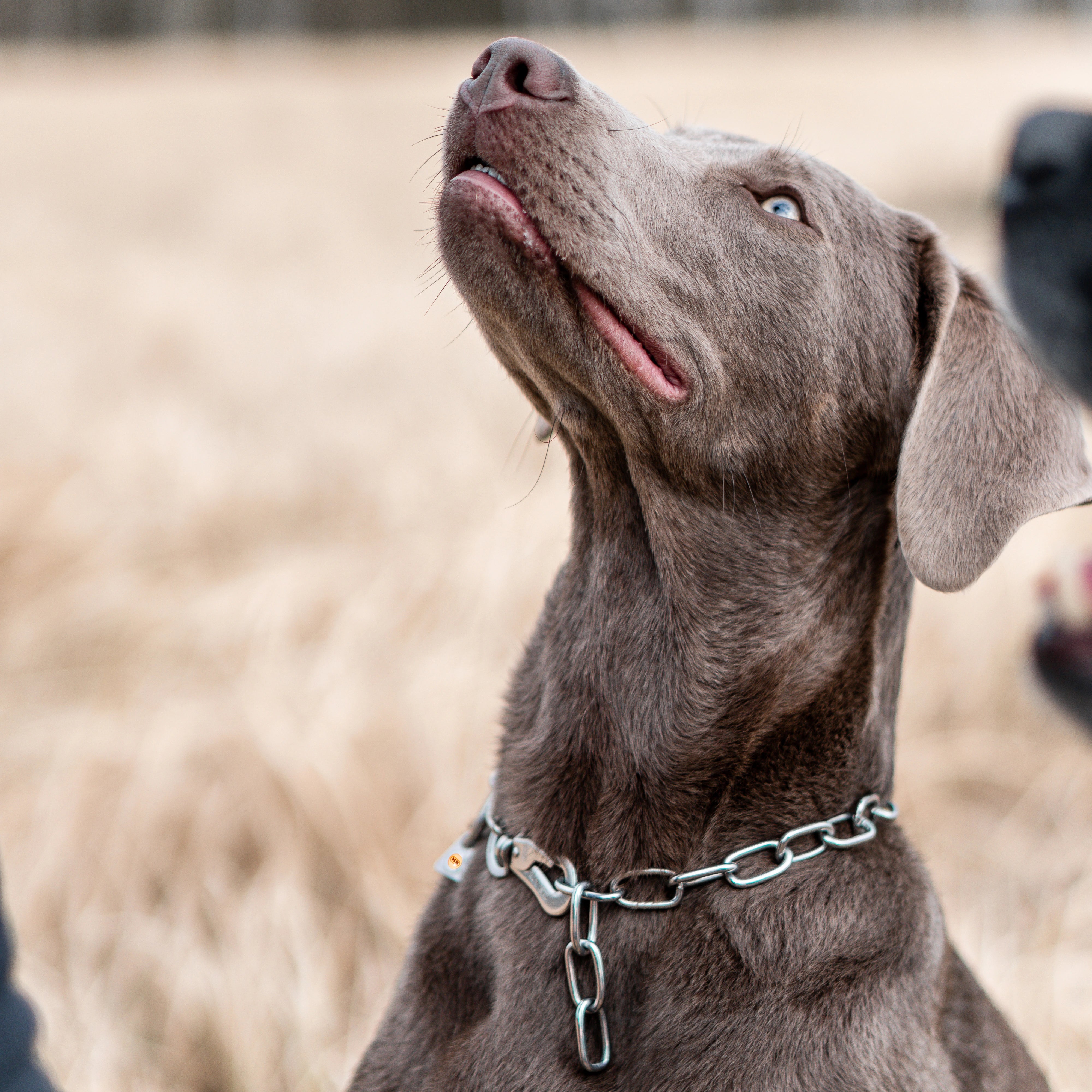 Hund mit Edelstahl Kettenhalsband