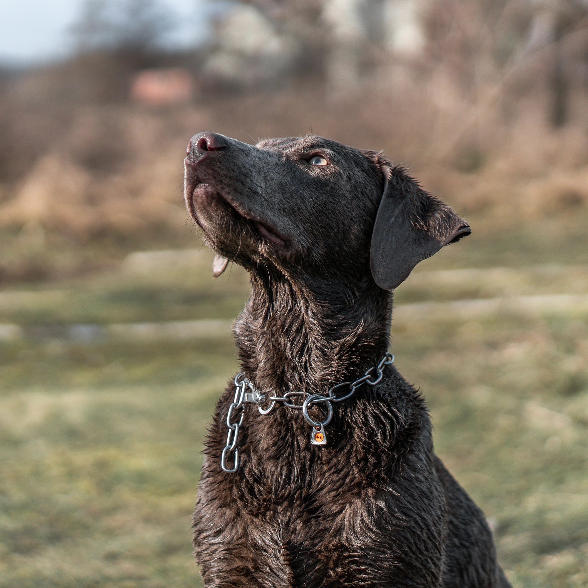 Hund mit Edelstahl Kettenhalsband
