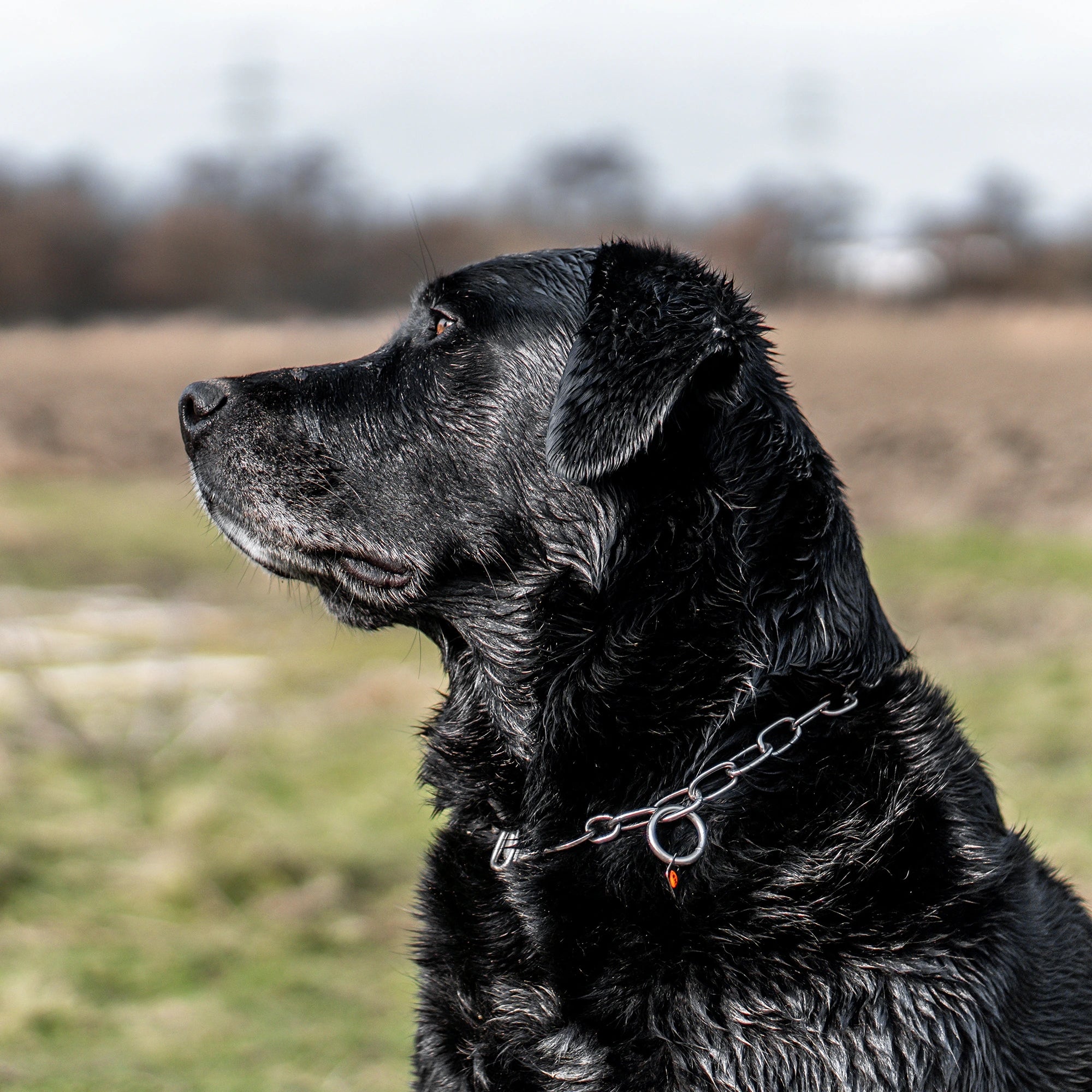 schwarzer Hund mit Edelstahl Kettenhalsband