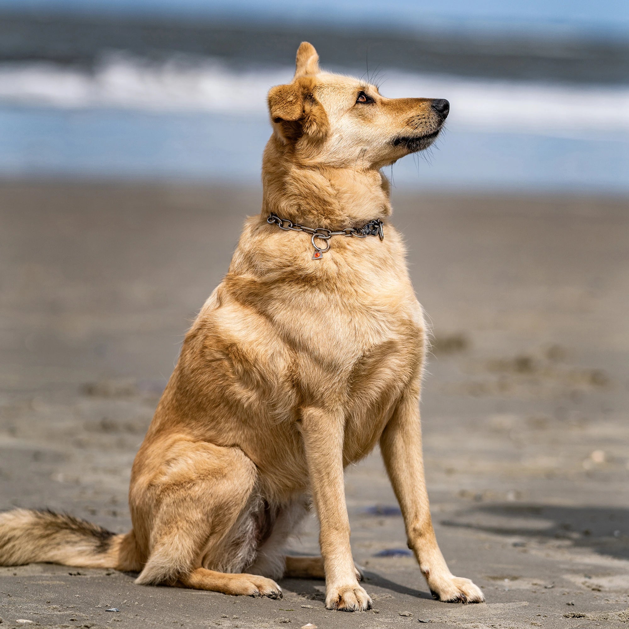 Hund mit Edestahl Kettenhalsband am Strand