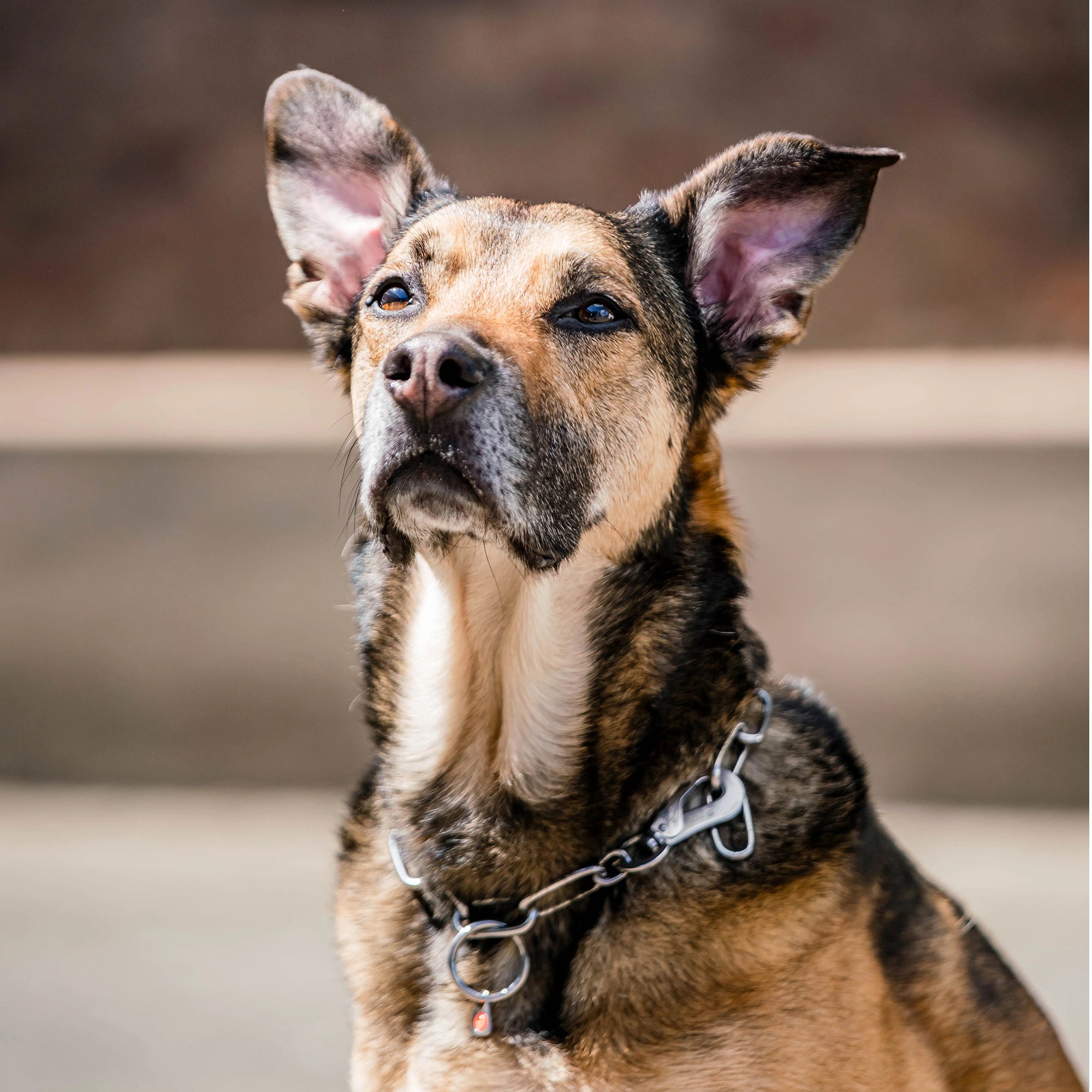 Billd von Langgliedkette mit Haken und Ring aus Edelstahl am Malinois
